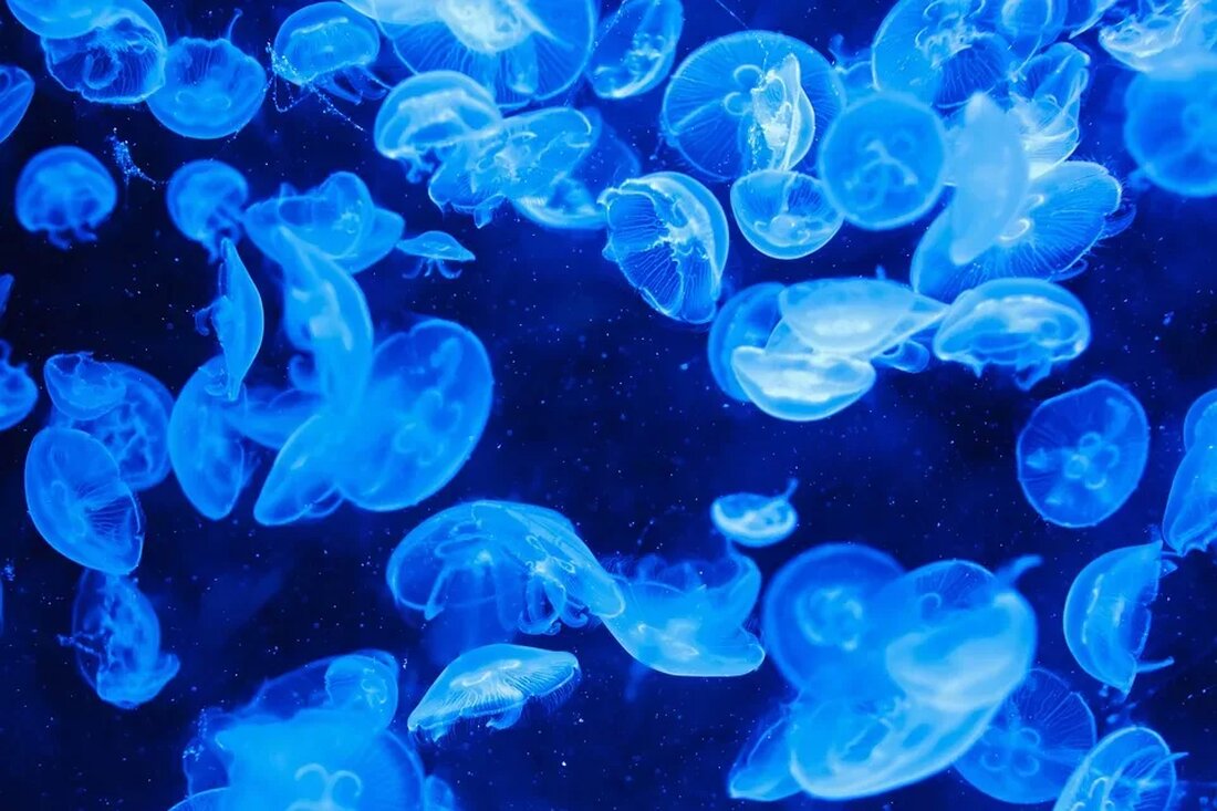 Marine Phytotherapie: Heilpflanzen aus dem Meer Die Marine Phytotherapie, auch bekannt als Meeresphytotherapie, ist ein aufstrebendes Gebiet der Naturheilkunde, das sich mit der Verwendung von Heilpflanzen aus dem Meer zur Förderung der Gesundheit und Heilung beschäftigt. Das Meer ist reich an essentiellen Nährstoffen, Spurenelementen und bioaktiven Verbindungen, die zahlreiche gesundheitliche Vorteile bieten können. In diesem Artikel werden wir einen detaillierten Einblick in die Marine Phytotherapie und die verschiedenen Heilpflanzen, die sie umfasst, geben. Die Vorteile der Marine Phytotherapie Der Ozean beherbergt eine Fülle von lebensspendenden Substanzen, die für den Menschen von großem Nutzen sein können. Meerespflanzen wie Algen, Tang und …
