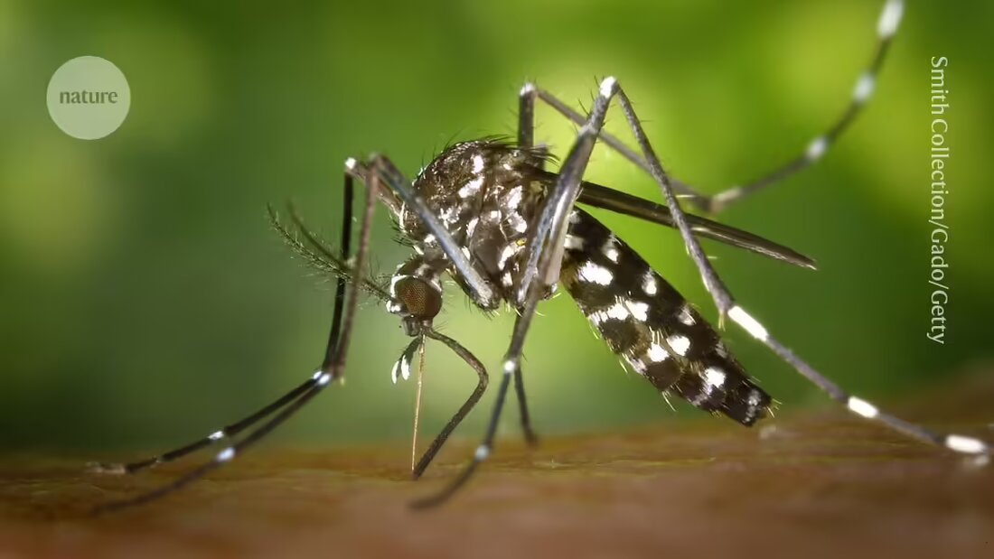 In Europa steigen die Fälle von durch Mücken übertragenen Krankheiten, während Wissenschaftler vor den Risiken des Klimawandels warnen.