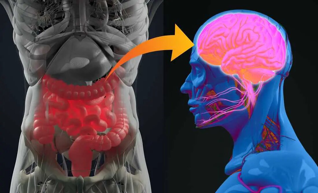 Die Alzheimer-Krankheit ist ein wachsendes globales Gesundheitsproblem, wobei die Zahl der Betroffenen in den kommenden Jahrzehnten voraussichtlich erheblich zunehmen wird. Es wird geschätzt, dass bis 2050 rund 14 Millionen Menschen in den Vereinigten Staaten an Alzheimer leiden werden, gegenüber 6,2 Millionen im Jahr 2021. Dieser Anstieg der Alzheimer-Fälle unterstreicht die dringende Notwendigkeit wirksamer Präventionsstrategien und Behandlungen, um die Auswirkungen auf Einzelpersonen und Familien zu mildern , und Gesundheitssysteme. Eine kürzlich im Journal of Alzheimer’s Disease veröffentlichte Veröffentlichung zeigt einen starken Zusammenhang zwischen der Alzheimer-Krankheit und Substanzen, die von Darmbakterien produziert werden. Die Forscher argumentieren, dass ihre Ergebnisse einen „unbestreitbaren“ Beweis …