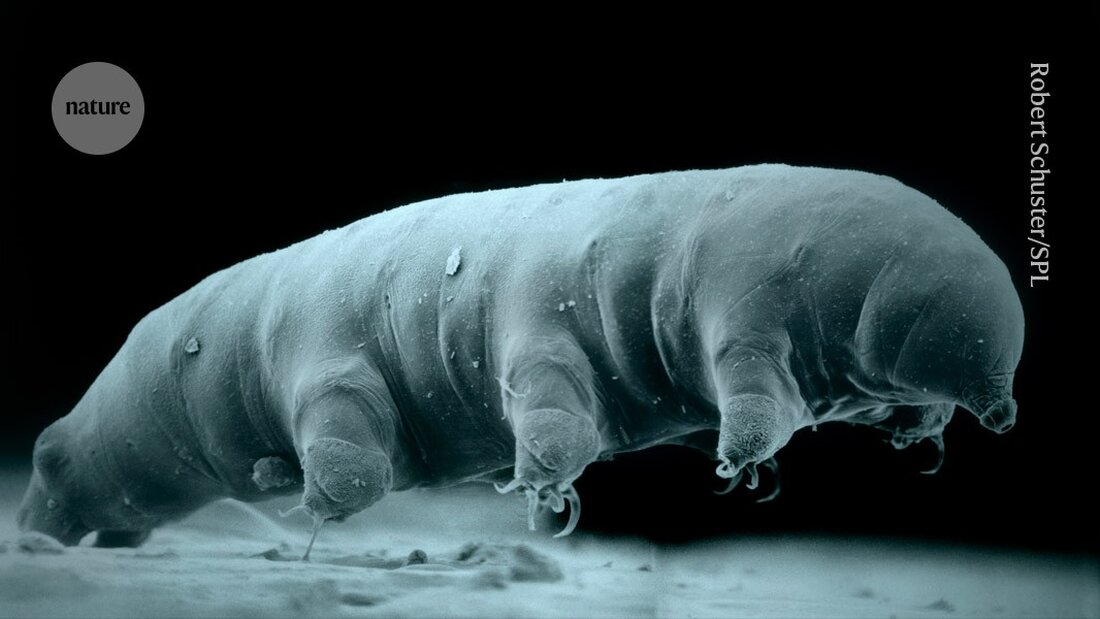 Eine neu entdeckte Tardigraden-Art enthüllt, wie diese winzigen Lebewesen extreme Strahlung überstehen können.