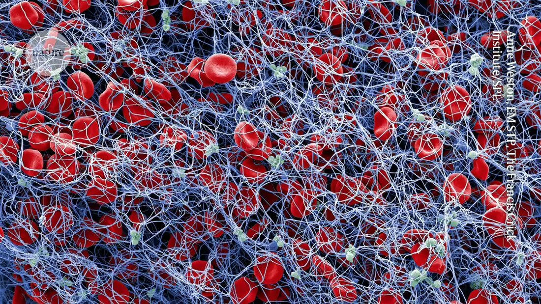Forscher aus Chicago entwickeln eine neuartige 'neural tourniquet'-Technik zur Blutstillung durch Nervenstimulation, die vielversprechende Ergebnisse zeigt.