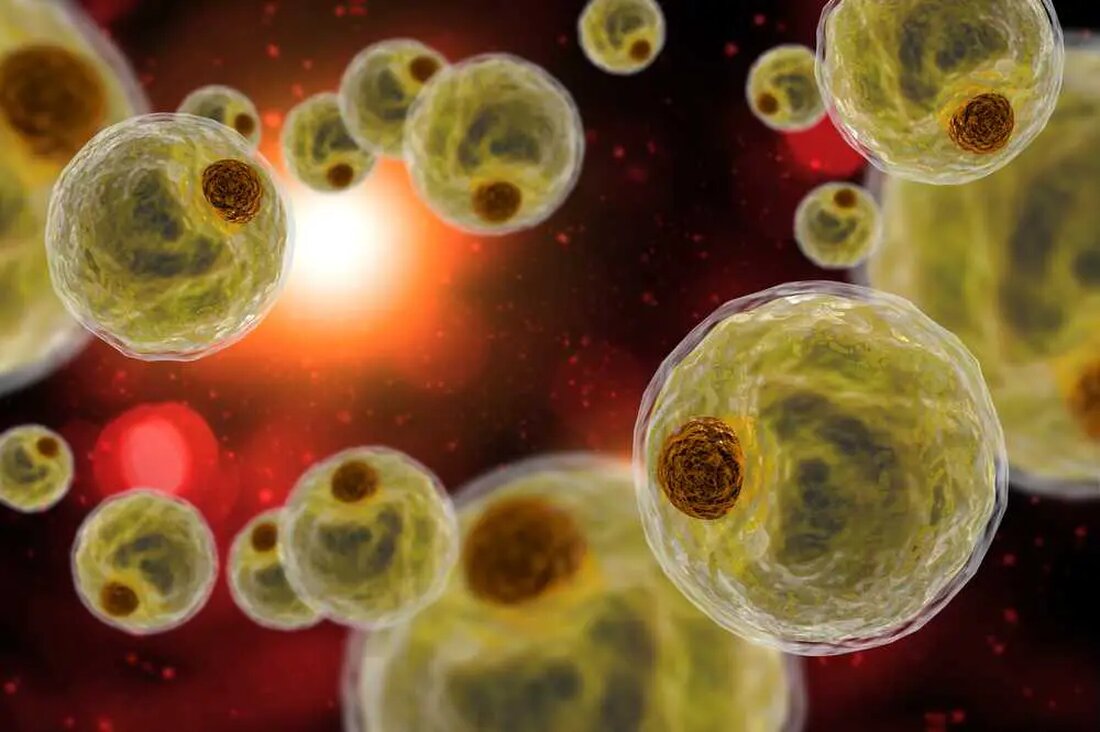 Intelligente Stammzellen aus menschlichem Fettgewebe entdeckt: Ein Durchbruch in der regenerativen Medizin Forscher haben kürzlich eine neue Art von intelligenten Stammzellen entdeckt, bekannt als induzierte multipotente Stammzellen (iMS). Diese Entdeckung stellt einen bedeutenden Fortschritt im Bereich der regenerativen Medizin dar. iMS-Zellen werden aus menschlichem Fettgewebe gewonnen und haben in Tierversuchen ihre beeindruckende Fähigkeit zur Anpassung und Transformation gezeigt, was ihr Potenzial zur Gewebereparatur demonstriert. Professor John Pimanda von der UNSW Medicine & Health erklärt, dass iMS-Zellen einzigartig in ihrer Fähigkeit sind, auf ihre Umgebung zu reagieren. Die Tatsache, dass Stammzellen in der Lage sind, auf ihre Umgebung zu reagieren und …