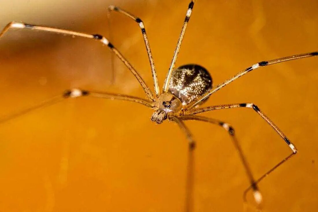 Spider Season: Die Wahrheit über Daddy Long Legs Daddy Long Legs, auch bekannt als Weberknechte oder Weberinnen, sind im Oktober besonders präsent. Als Teil der herbstlichen Atmosphäre und der gruseligen Festivitäten, erinnern diese Spinnen uns daran, dass die Spinnensaison begonnen hat. Wenn sich die Achtbeiner auf die Suche nach Unterschlupf begeben, finden sich viele von ihnen in unseren Häusern wieder. Dies ruft gemischte Reaktionen bei den Menschen hervor. Doch wie sieht es eigentlich mit den weit verbreiteten Mythen über Daddy Long Legs aus? Nähern wir uns Halloween, wollen wir die Wahrheit über diese Kreaturen entdecken und herausfinden, ob sie Freund …