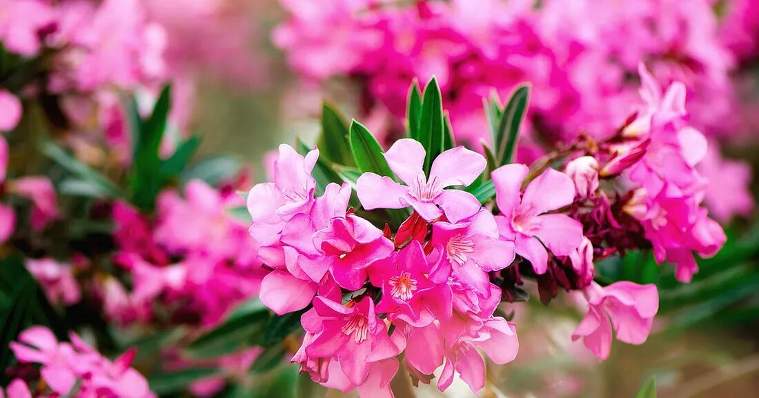 Warnung: Oleander-Extrakt wird aus einer hochtödlichen, giftigen Pflanze hergestellt. Der folgende Beitrag soll spannende Einblicke in neu aufkommende wissenschaftliche Beweise für seine Verwendung als Naturheilmittel bieten. Die Einnahme dieses Extrakts ohne die Anleitung eines Experten kann zu schwerwiegenden gesundheitlichen Komplikationen führen, einschließlich zum Tod. Vor kurzem hatte ich viele Fragen zu den Vorteilen und Risiken der Einnahme von Oleander-Extrakt bei Krebs sowie zur Vogel- oder Schweinegrippe und anderen Erkrankungen. Ich denke, dass diese Pflanze erstaunliche Eigenschaften hat und es definitiv wert ist, einen Beitrag darüber zu schreiben. Ich empfehle jedoch jedem, der dieses Kraut einnehmen möchte, seine eigenen Forschungen durchzuführen. Manchmal bieten die giftigsten Pflanzen …