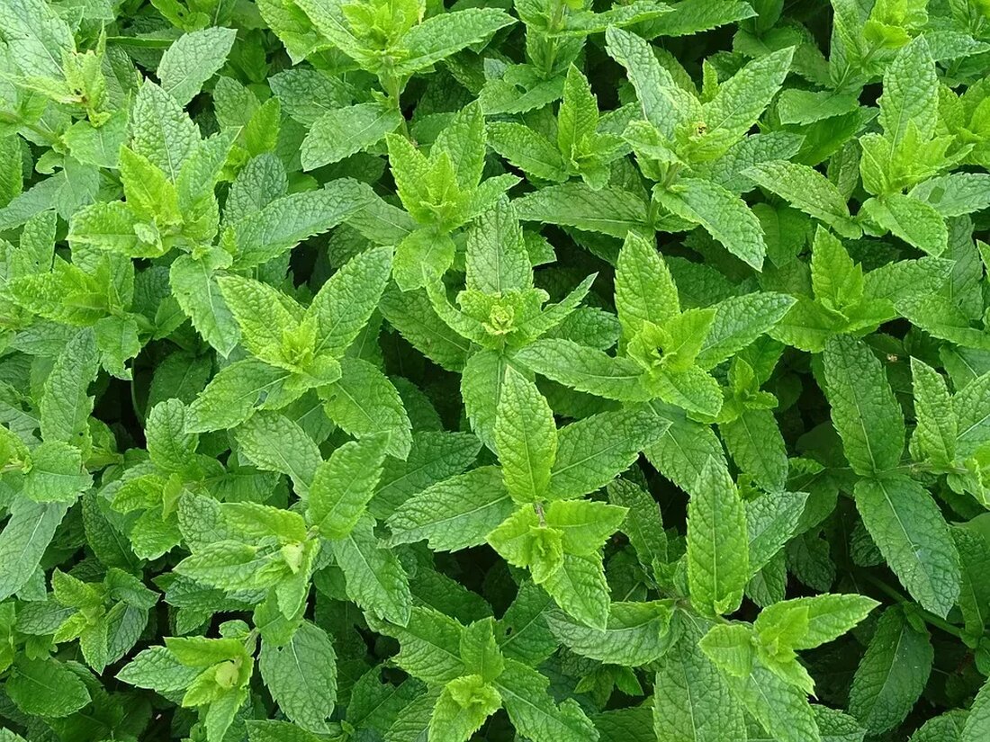 Wildkräuter sammeln: Ein Leitfaden Einleitung Wildkräuter sind eine wertvolle Quelle natürlicher Nahrung und haben eine Reihe von gesundheitlichen Vorteilen. Das Sammeln von Wildkräutern ist nicht nur eine Möglichkeit, Geld zu sparen, sondern auch eine Möglichkeit, die Natur zu erkunden und eine gesunde, abwechslungsreiche Ernährung zu fördern. In diesem Leitfaden werden wir aufzeigen, wie man Wildkräuter sicher und verantwortungsvoll sammelt. Warum Wildkräuter sammeln? Das Sammeln von Wildkräutern ist eine Tradition, die seit Jahrhunderten praktiziert wird. In der Vergangenheit dienten Wildkräuter als wichtige Nahrungsquelle für unsere Vorfahren. Heutzutage ist das Sammeln von Wildkräutern auch eine Art, sich mit der Natur zu verbinden …