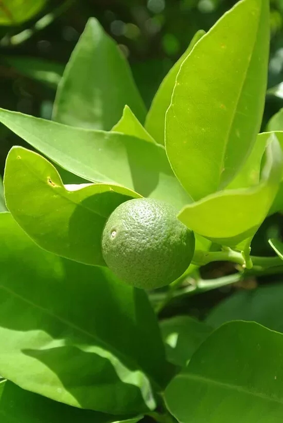 Die Rolle der Phytosterole im Herz-Kreislauf-System
Phytosterole sind natürliche pflanzliche Verbindungen, die eine wichtige Rolle bei der Regulierung des Cholesterinspiegels im Körper spielen. Sie können dabei helfen, das Risiko von Herz-Kreislauf-Erkrankungen zu verringern, indem sie die Absorption von Cholesterin im Darm reduzieren.
Potenzielle Vorteile von Phytosterolen für die Herzgesundheit
Studien haben gezeigt, dass die regelmäßige Einnahme von Phytosterolen das LDL-Cholesterin, auch bekannt als "schlechtes" Cholesterin, senken kann. Dies kann das Risiko von Atherosklerose und koronaren Herzkrankheiten verringern und die allgemeine Herzgesundheit verbessern.
Empfehlungen zur Integration von Phytosterolen in die Ernährung zur Förderung der Herz-Kreislauf-Gesundheit
Um die Vorteile von Phytosterolen für die Herzgesundheit zu nutzen, wird empfohlen, phytosterolreiche Lebensmittel wie Nüsse, Samen, Pflanzenöle und Vollkornprodukte in die tägliche Ernährung zu integrieren. Darüber hinaus kann die Verwendung von phytosterolhaltigen Nahrungsergänzungsmitteln eine weitere Möglichkeit sein, die Herz-Kreislauf-Gesundheit zu fördern.