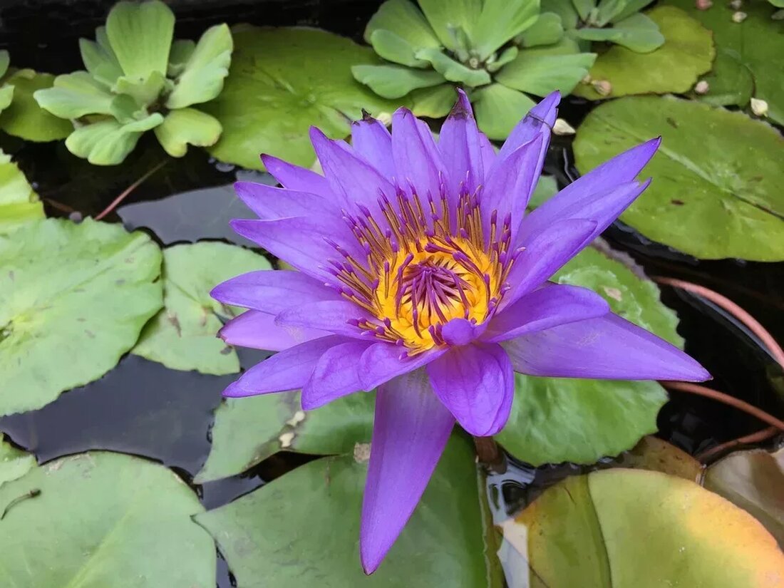 Reiki für Tiere: Heilende Energie Reiki ist eine alternative Heilmethode, die sich zunehmender Beliebtheit erfreut. Es handelt sich um eine japanische Praktik, bei der durch Auflegen der Hände heilende Energie übertragen wird. Ursprünglich war Reiki für Menschen gedacht, aber es hat sich auch als wirksame Methode zur Behandlung von Tieren erwiesen. In diesem Artikel werden wir näher auf Reiki für Tiere eingehen und die Vorteile sowie häufig gestellte Fragen zu dieser Therapie beantworten. Was ist Reiki? Reiki basiert auf der Idee, dass es eine universelle Lebensenergie gibt, die durch den Körper fließt und Gesundheit und Wohlbefinden unterstützt. Wenn diese Energie …