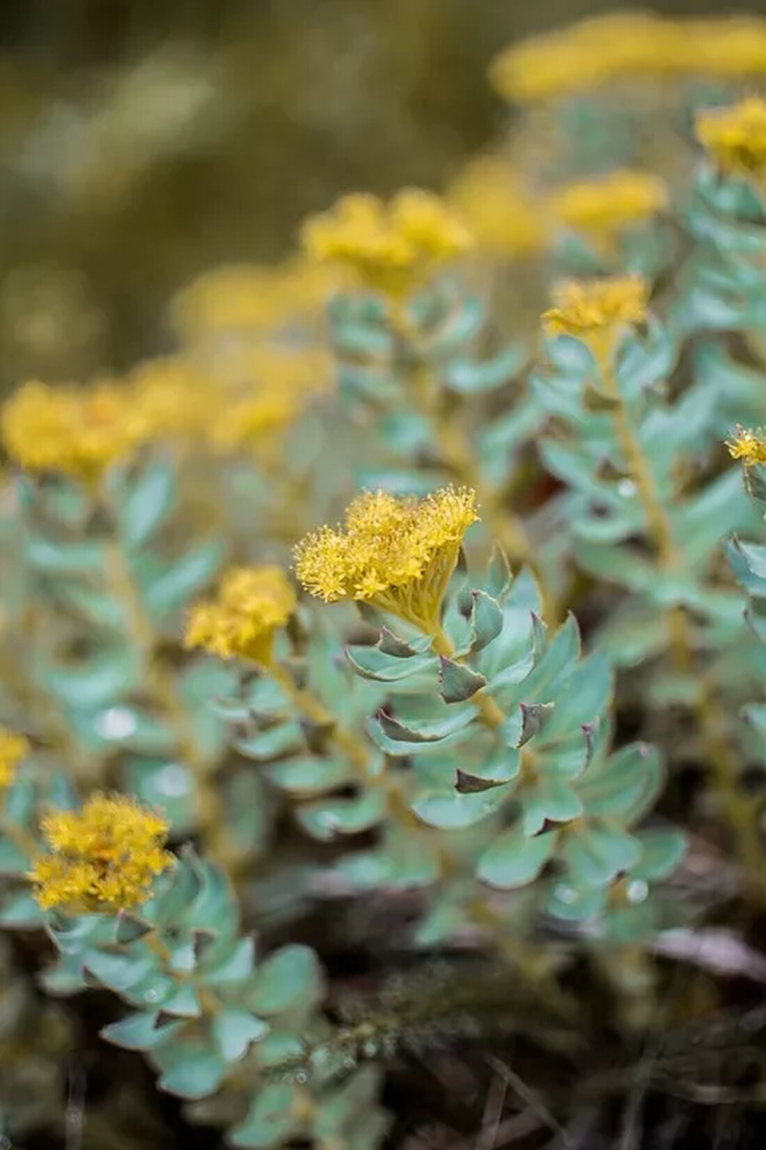 Rhodiola Rosea gegen Stress und Burnout Einführung In unserer hektischen und stressigen Welt ist es nicht ungewöhnlich, dass viele Menschen an chronischem Stress und Burnout leiden. Die Auswirkungen von Stress und Burnout können sich auf verschiedene Bereiche des Lebens auswirken, einschließlich der körperlichen und geistigen Gesundheit. Glücklicherweise gibt es natürliche pflanzliche Mittel, die helfen können, die Symptome von Stress und Burnout zu lindern. Eine dieser Pflanzen ist Rhodiola Rosea. Was ist Rhodiola Rosea? Rhodiola Rosea, auch bekannt als Rosenwurz, ist eine Pflanze, die in den kalten Regionen Europas und Asiens heimisch ist. Sie wird seit Jahrhunderten in der traditionellen Medizin …
