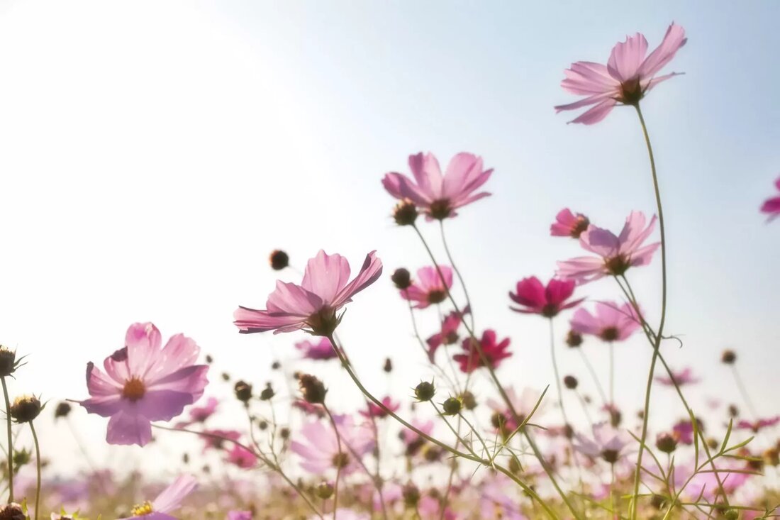 Für viele von uns scheint die Helligkeit der Sommermonate immer ein willkommenes Gefühl von Optimismus und Glück zu fördern. Obwohl der meteorologische Sommer auf der Nordhalbkugel am 1st Juni, im chinesischen Mondkalender, ist der Beginn des Sommers (Lixia) Anfang Mai. Es ist die Yang-Zeit des Jahres und auch die Jahreszeit des Feuer-Elements, was Sinn macht, da die helleren Tage und die längeren, helleren Abende des Sommers normalerweise von mehr Energie und einem größeren Verlangen begleitet werden, rauszukommen und ‚ tun‘, seien Sie aktiv und begrüßen Sie die Sonnenstrahlen, wenn sie erscheinen. In diesem Zusammenhang scheint es kein Zufall zu sein, …