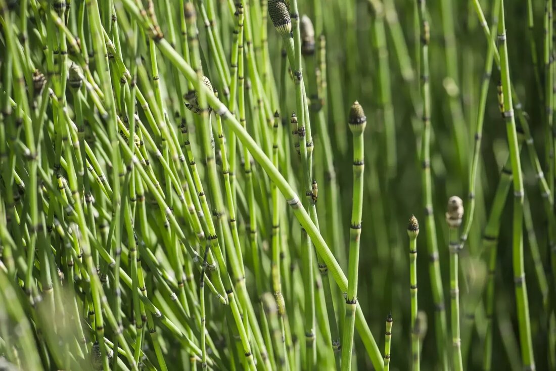 Schachtelhalm (Equisetum arvense) ist eine therapeutische Pflanze, die in Europa, Asien, Nordamerika und im Nahen Osten vorkommt. Schachtelhalm ist ein legitimes lebendes Fossil, das sogar vor den Dinosauriern bekannt ist. Einige dieser prähistorischen Pflanzen wurden zu 100 Fuß hohen, hoch aufragenden, baumartigen Riesen. Der heutige Schachtelhalm ist jedoch etwa einen Meter hoch. Trotz seiner geringeren Statur sind die gesundheitlichen Vorteile von Schachtelhalm nicht gering. ((Link entfernt), Quelle 2) Die gesundheitlichen Vorteile von Schachtelhalm Schachtelhalm wird seit Tausenden von Jahren als natürliches pflanzliches Heilmittel eingesetzt. Die oberirdischen Teile des Schachtelhalms werden aufgrund der vielen gesundheitsfördernden Eigenschaften der Pflanze therapeutisch eingesetzt. Die alten Griechen und …