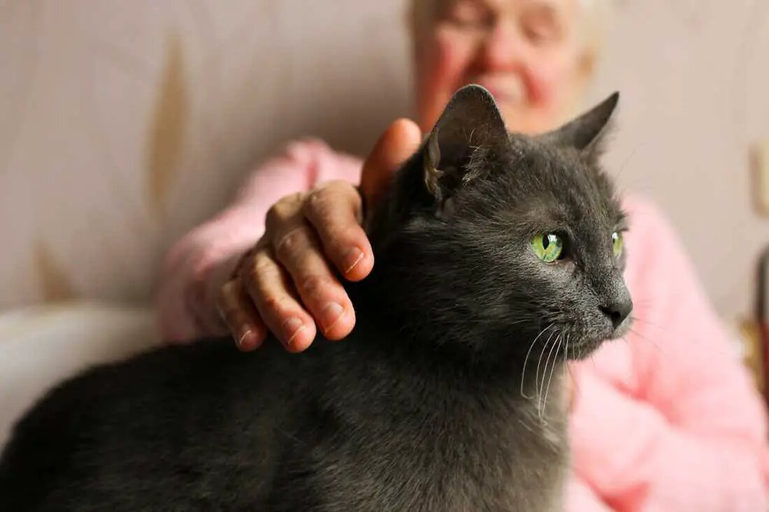 Gus’s Journey: Vom Tierheim ins Für-Immer-Zuhause Gus, eine „außergewöhnlich gesunde“ 20-jährige Katze, fand sich in einem Tierheim wieder – ein einschüchternder Ort für ein Tier in seinem Alter. Das Personal wusste, dass die Umgebung im Tierheim seinem Wohlbefinden schaden könnte. Doch Hoffnung leuchtete für Gus auf. Der Tierheimleiter erhielt bald einen unerwarteten Anruf von einer Familie, die daran interessiert war, eine ältere Katze für ihre 101-jährige Mutter Penny zu adoptieren, die gerade ihren geliebten Katzenfreund verloren hatte. Obwohl die Familie anfangs versuchte, Penny mit einer Plüschkatze zu trösten, konnte nichts den Komfort eines echten schnurrenden Begleiters ersetzen. Bedenken und Überlegungen …