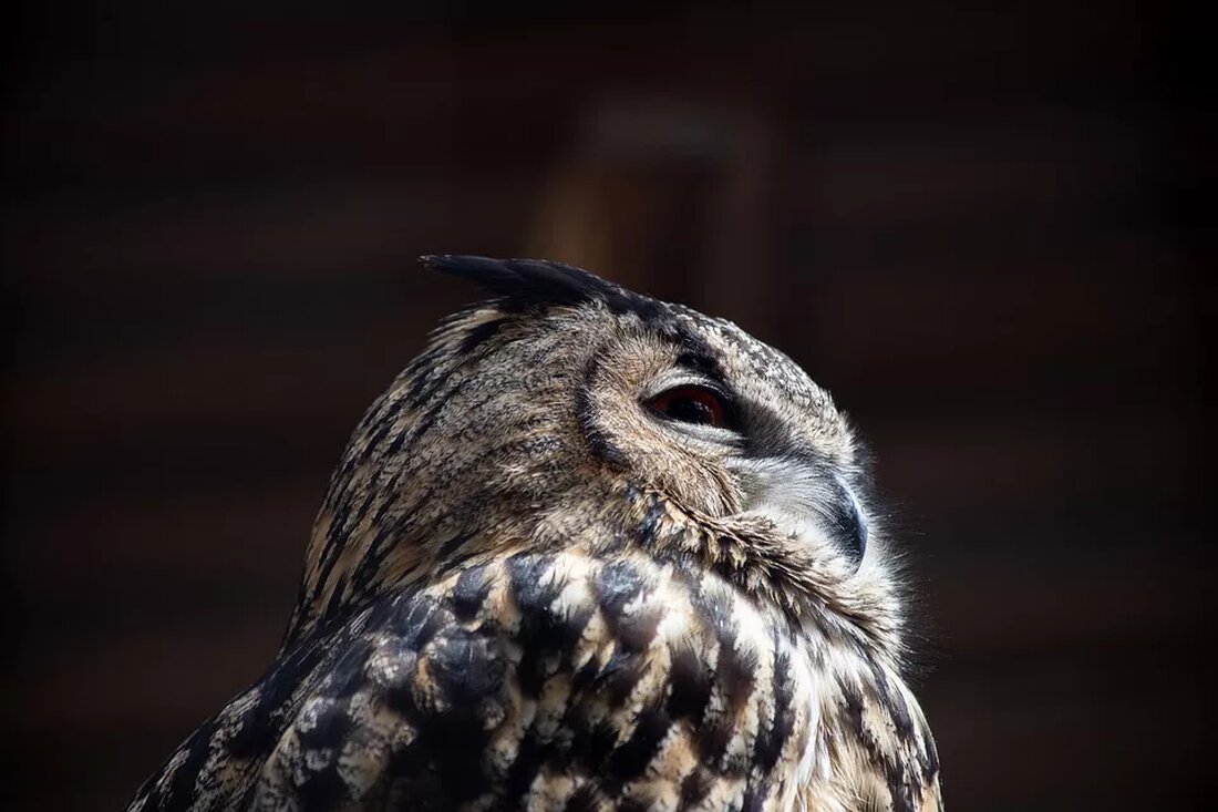 Entdecken Sie die Ursachen von schwarzen Zähnen, die Wichtigkeit der Vorbeugung und naturheilkundliche Maßnahmen. Profitieren Sie außerdem von praktischen Tipps zur Anwendung dieser Heilmittel.