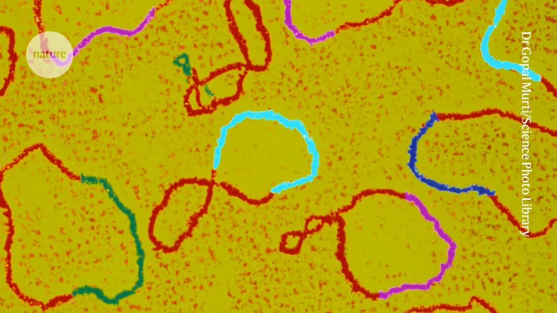 Erfahren Sie mehr über die Fehler in Labor-Plasmiden und die Auswirkungen auf die genetische Therapie. Forscher haben entdeckt, dass fast die Hälfte der Plasmide konstruktionsbedingte Mängel aufweisen, die zu ineffektiven Therapien führen könnten. Lesen Sie die detaillierte Analyse und was Experten über die Qualitätssicherung von Plasmiden in Labors sagen.