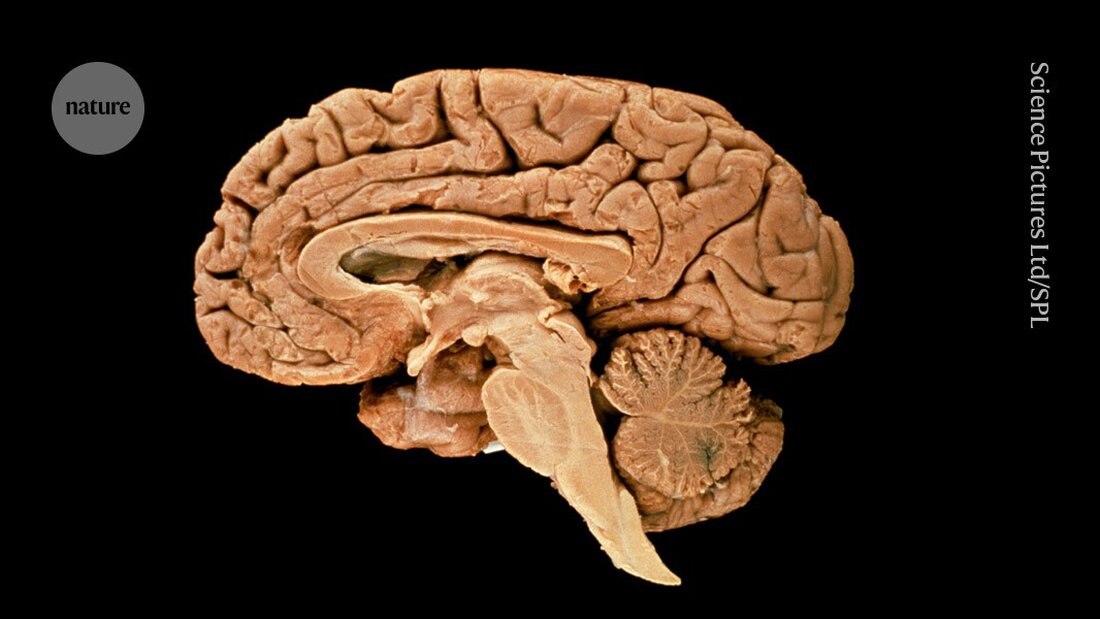 Wissenschaftler untersuchen, wie menschliche Gehirnzellen Stress bewältigen, um das Wachstum unseres großen Gehirns zu unterstützen.