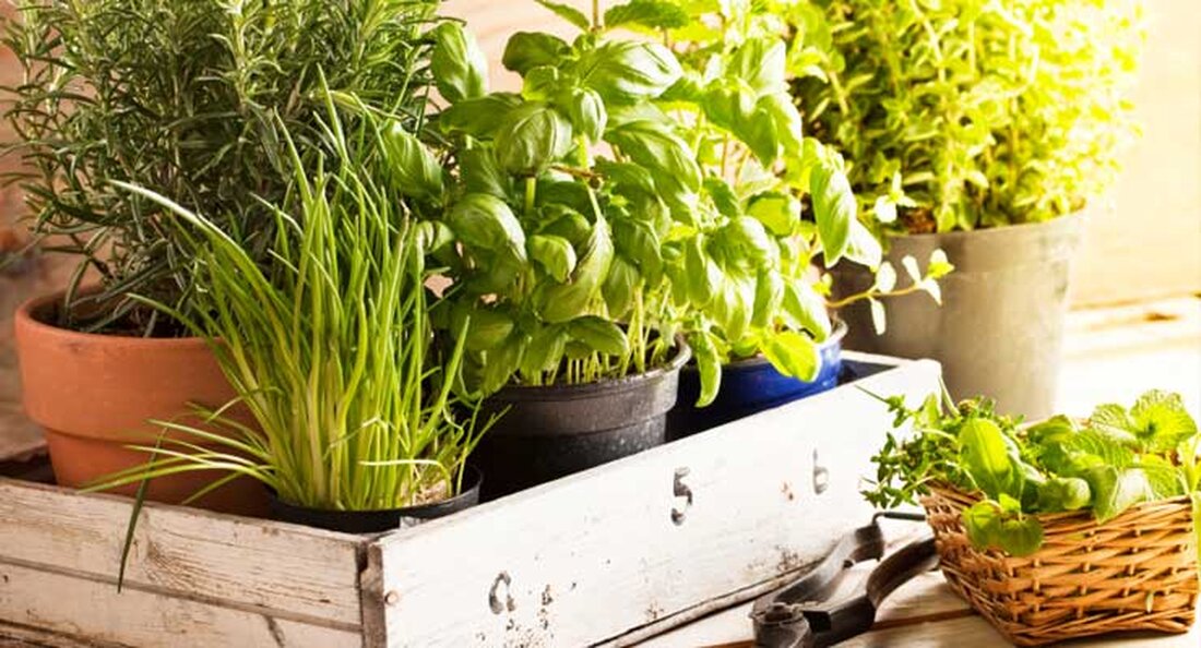 Für diejenigen, die mit den heute auf dem Markt befindlichen Kräuterformulierungen noch nicht vertraut sind, sind Bockshornklee und Fenchelsamen eine der wirksamsten Kräuterverbindungen, die derzeit zur Entwicklung von natürlichem Brustgewebe verwendet werden. Es gibt andere Heilpflanzen, die in brustverstärkenden Pillen und Cremes verwendet werden, aber Bockshornklee und Fenchelsamen scheinen immer ganz oben auf der Zutatenliste zu stehen. Es ist bekannt, dass Kräuterpflanzen, die bei der Brustentwicklung verwendet werden, Brustgewebe auf natürliche Weise auf dieselbe Weise kultivieren, wie der menschliche Körper mehr weibliche Hormone produziert, um dieses Gewebe zu züchten. Die Vorteile von Bockshornklee Es ist eines der ältesten bekannten Gewürze …