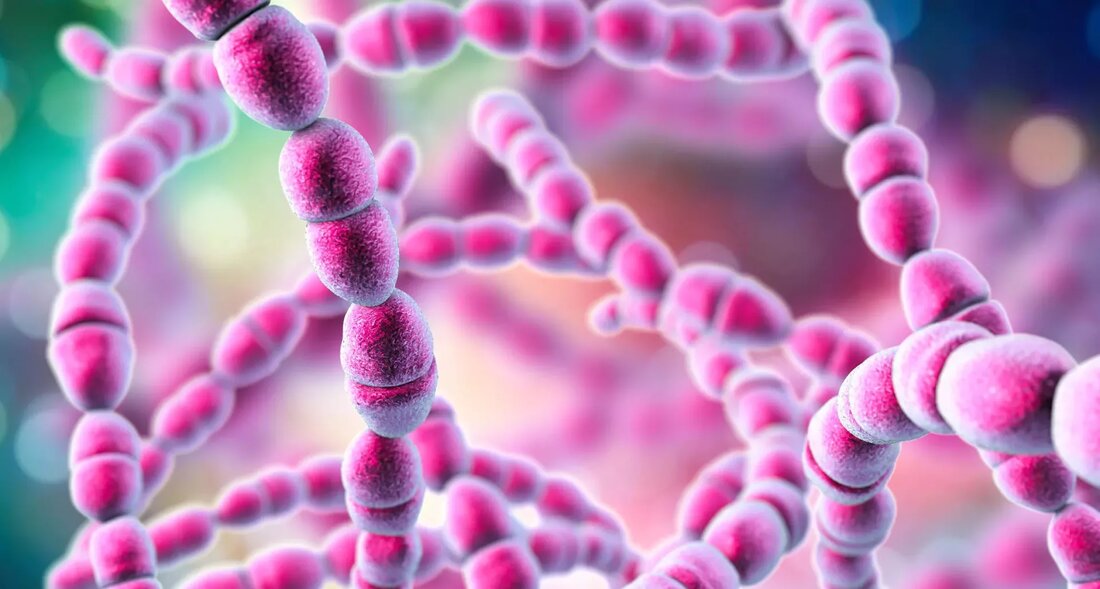 Streptokokken sind eine Art von Bakterien, die eine Vielzahl von Gesundheitsproblemen verursachen können, von leichten Infektionen wie Halsschmerzen und Hautinfektionen bis hin zu schwerwiegenderen Erkrankungen wie rheumatischem Fieber und Sepsis. In diesem Artikel werden wir uns eingehend mit Streptokokken, ihren Ursachen, Symptomen und verschiedenen Arten befassen. Besonders wichtig ist dabei der Fokus auf Hausmittel zur Behandlung von Streptokokken-Infektionen. Die Verwendung von Hausmitteln zur Behandlung von Streptokokken ist ein Thema von großem Interesse, insbesondere in Zeiten, in denen die Resistenz gegen Antibiotika zunimmt. Es ist wichtig zu betonen, dass, obwohl einige Hausmittel dazu beitragen können, die Symptome zu lindern und das …