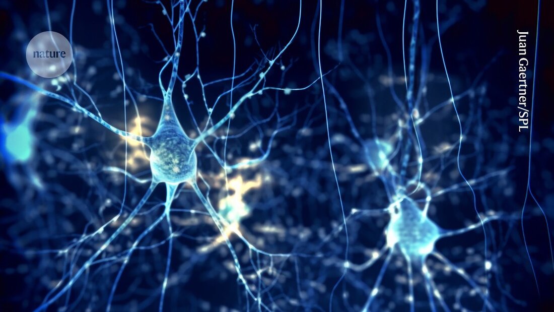 Neue Erkenntnisse zeigen, dass Stress bei Mäusen das Freudeempfinden beeinträchtigt. Der Zusammenhang könnte Ansatzpunkte für Therapie bieten.