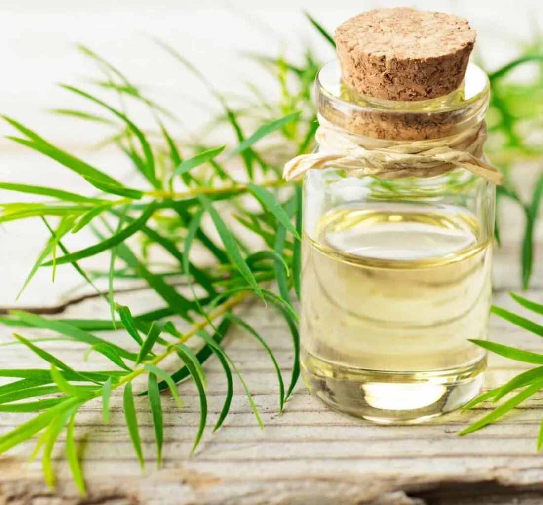 Vom antiseptischen Mundwasser bis zum natürlichen Deodorant ist Teebaumöl ein ätherisches Öl mit einer Vielzahl von Anwendungen und Vorteilen. Es neigt dazu, hellgelb oder farblos zu sein, mit einem Aroma, das Eukalyptus oder Kampfer ähnlich ist und antibakterielle, antiprotozoale, antivirale, entzündungshemmende und antimykotische Eigenschaften aufweist. Hier ist ein tiefer Einblick in alles, was es tun kann. Was ist Teebaumöl? Teebaumöl wird aus den Blättern eines immergrünen Strauchs namens Melaleuca alternifolia destilliert. Die Pflanze stammt aus Australien und wird von Aborigines zur Reinigung von Wunden und anderen Hautproblemen verwendet. Vorteile von Teebaumöl Teebaumöl hat eine 100-jährige Geschichte als natürliches Heilmittel. Die Aborigines von Bundjalung zerdrückten die Blätter, um eine Paste zu erhalten, die auf …