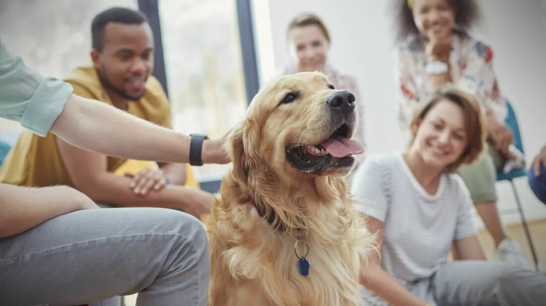 Haustiere als Therapie? Wir alle wissen, dass Obst und Gemüse essen, Sport treiben, Stress kontrollieren und jede Nacht genug Schlaf bekommen hilft, um die allgemeine Gesundheit und Langlebigkeit zu verbessern. Aber was wäre wenn Sie herausfinden würden, dass Sie Ihr Risiko für Herzkrankheiten und Todesfälle weiter senken könnten, ohne die Kohlenhydrate einzuschränken oder eine andere Ergänzung einzunehmen? Was wäre, wenn dasselbe das Risiko verringern könnte, dass Ihre Kinder Umweltallergien entwickeln und die psychische Gesundheit und das Wohlbefinden verbessern? Interessiert? Dann ist es möglicherweise an der Zeit, eine lokale Adoptionsveranstaltung für Haustiere zu besuchen, da diese (und weitere) Vorteile alle mit …