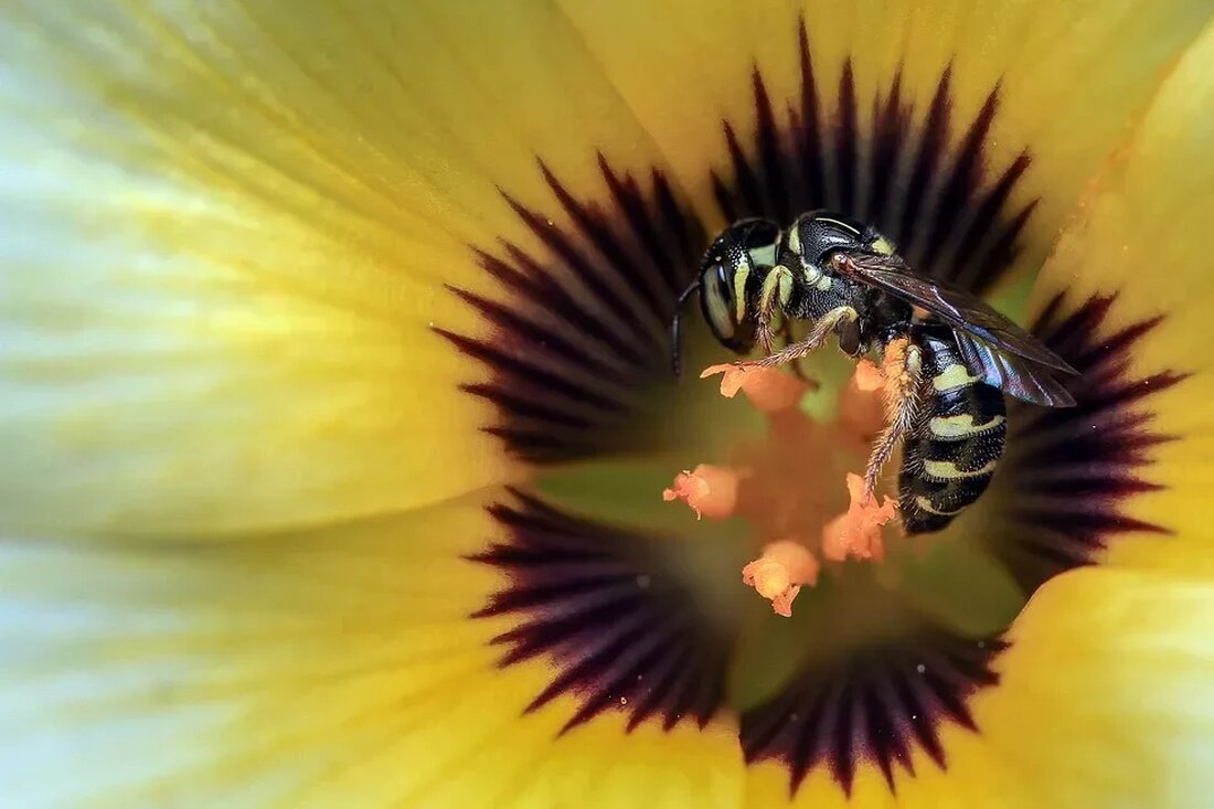 Wespen vertreiben Hausmittel: Umweltfreundliche Abschreckung Wespen sind im Sommer oft unerwünschte Gäste auf der Terrasse oder im Garten. Ihr summendes Fliegen kann nicht nur lästig sein, sondern auch zu schmerzhaften Stichen führen. Glücklicherweise gibt es einige umweltfreundliche Hausmittel, mit denen man Wespen effektiv vertreiben kann. In diesem Artikel werden wir einige der besten Methoden vorstellen, um Wespen auf natürliche Weise fernzuhalten. Warum Wespen vertreiben? Das Vertreiben von Wespen aus deinem Zuhause oder Garten kann verschiedene Gründe haben. Einige Menschen haben Angst vor Wespenstichen oder sind allergisch gegen ihr Gift. Andere möchten einfach nur in Ruhe im Freien essen oder entspannen, …
