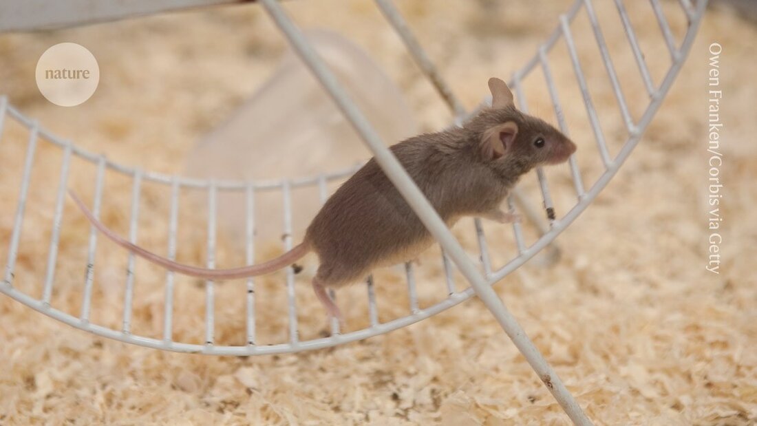 Stress kann die Gedächtnisbildung stören und zu Angstzuständen führen. Wissenschaftler untersuchen, wie Stress neuronale Prozesse beeinflusst.