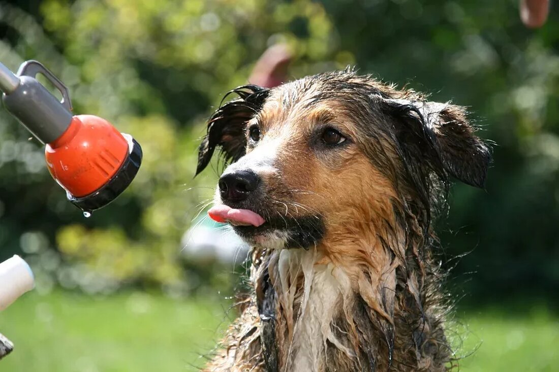 Titel: Die faszinierende Verbindung zwischen Wetter und unserer Gesundheit Untertitel: Neueste Studie offenbart signifikante Auswirkungen der Wetterphänomene auf unsere körperliche und geistige Gesundheit Eine bahnbrechende neue Studie mit dem Titel „Physical Meteorology“ hat kürzlich faszinierende Erkenntnisse über die tiefgreifende Verbindung zwischen dem Wetter und unserer Gesundheit enthüllt. Die Forschung, veröffentlicht im renommierten Naturheilkunde-Magazin, zeigt, dass meteorologische Phänomene einen erheblichen Einfluss auf unseren Körper und Geist haben können. Die Studie, welche von einem Team internationaler Wissenschaftler durchgeführt wurde, analysierte umfangreiche Daten über einen Zeitraum von mehreren Jahren. Die Ergebnisse offenbarten, dass Wetterbedingungen wie Temperaturschwankungen, Luftfeuchtigkeit, Luftdruck, Sonneneinstrahlung und Niederschlag einen direkten …