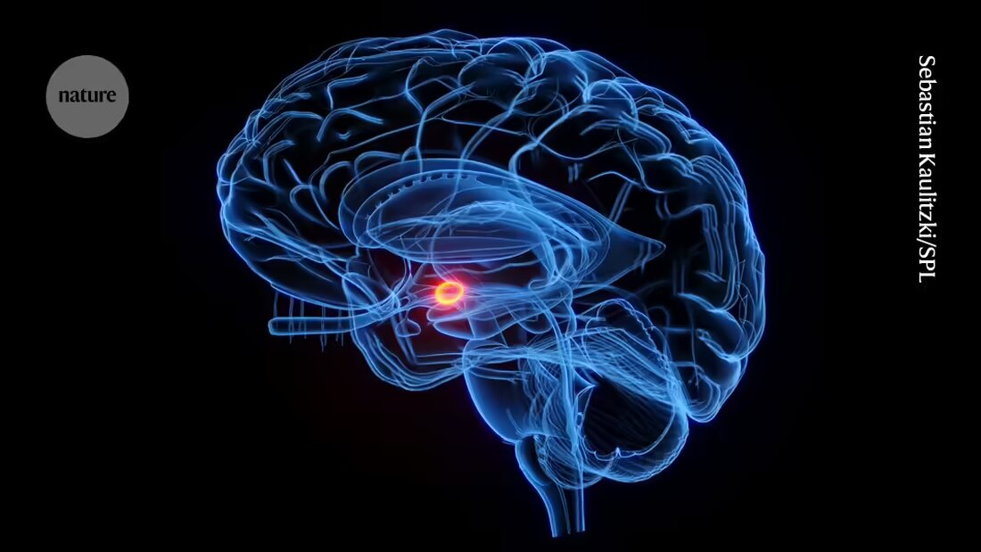 Eine Studie zeigt, dass Stress Menschen krank fühlen lässt, und die Bakterien im Darm könnten dafür verantwortlich sein. Erfahren Sie mehr über die Auswirkungen von Stress auf das Gehirn und den Darm sowie die Verbindung zwischen ihnen.