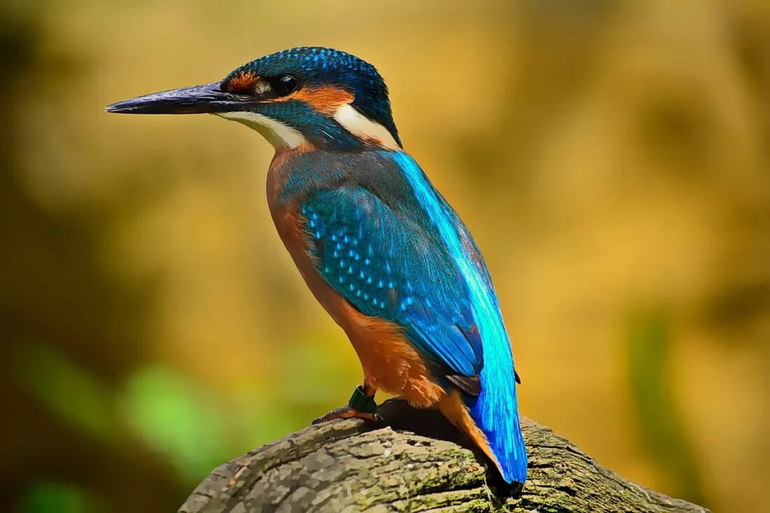Der Eisvogel ist ein faszinierender Vogel, der für seine einzigartige Fähigkeit bekannt ist, Fische zu fangen. Die Beobachtung seiner Jagdtechniken und Ernährungsgewohnheiten hat Forscher dazu veranlasst, das Verhalten des Eisvogels genauer zu untersuchen. Durch die Analyse seiner Mahlzeiten konnten Wissenschaftler feststellen, dass der Eisvogel eine vielfältige und ausgewogene Ernährung hat, die hauptsächlich aus kleinen Fischen besteht. Diese Erkenntnisse tragen nicht nur zum Verständnis des Lebensraums des Eisvogels bei, sondern können auch wichtige Informationen für den Schutz dieser faszinierenden Spezies liefern.