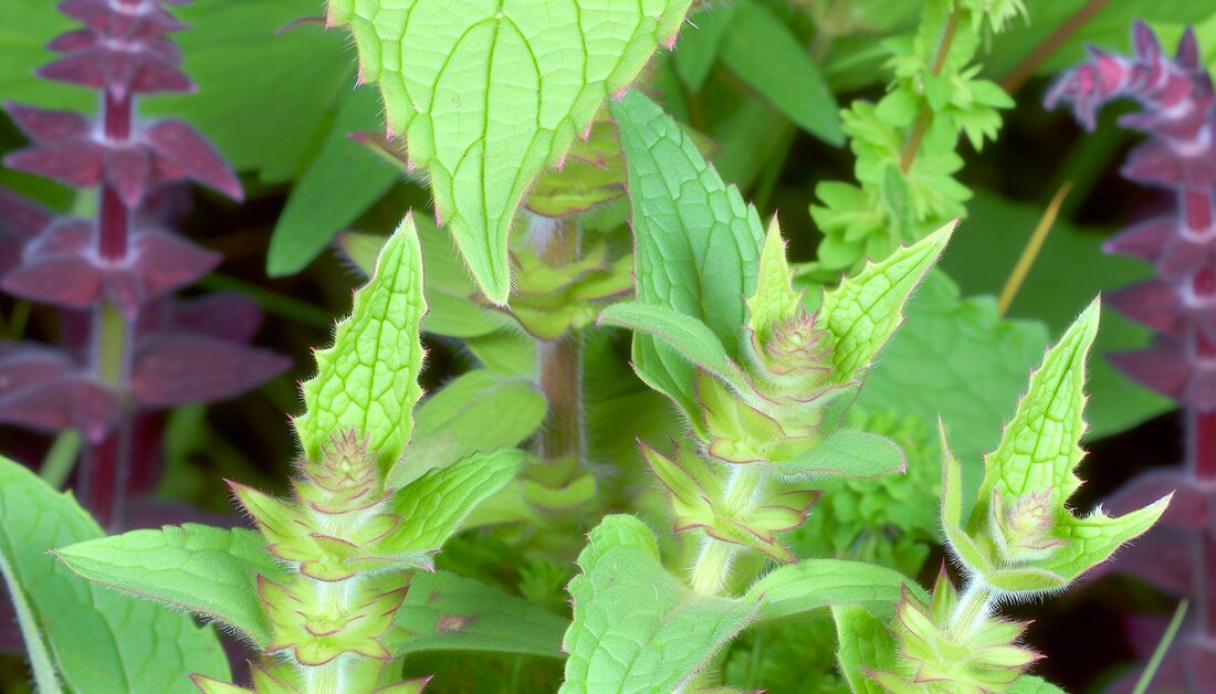 Entdecken Sie die botanischen Merkmale, ökologischen Funktionen und kulinarischen Vorteile von Giersch und Vogelmiere.