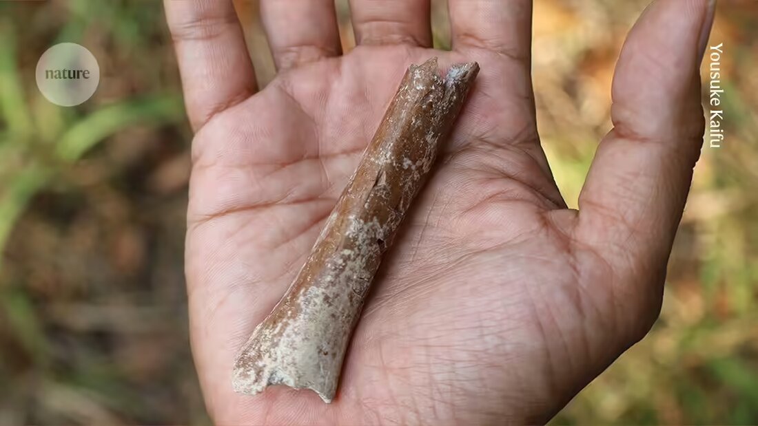 Entdecken Sie, wie ein 700.000 Jahre alter Armknochen auf einer indonesischen Insel Einblicke in die Evolution von Homo floresiensis bietet - einem antiken Verwandten des modernen Menschen. Erfahren Sie mehr über die erstaunliche Entdeckung und die Theorie des Inselzwergwuchses in diesem faszinierenden Artikel.
