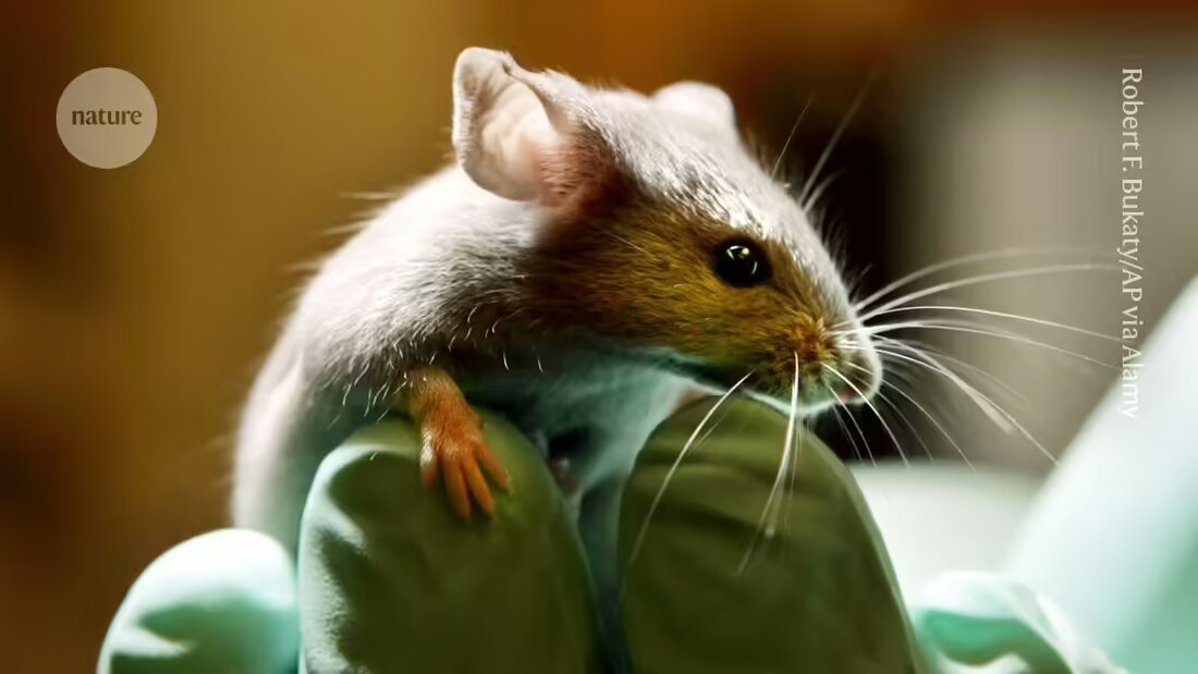 "Entdecken Sie ein bahnbrechendes genetisches Werkzeug, das die bakterielle Population im Darmmikrobiom von Mäusen verändern kann. Mit Hilfe eines innovativen 'Base Editors' ist es Forschern gelungen, eine Genmodifikation von über 90% der Escherichia coli Kolonie im Mausdarm zu erreichen. Veröffentlicht in Nature, markiert diese Studie einen wichtigen Schritt in der gezielten Bearbeitung von Mikroben im Körper. Erfahren Sie mehr!"