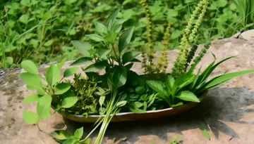 Kräuter für den Blutdruck – Natürliche Regulierung