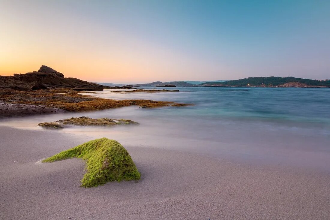 Algen als Nahrungsmittel: Spirulina, Chlorella & Co. Die Verwendung von Algen als Nahrungsmittel hat in den letzten Jahren stark zugenommen. Insbesondere Spirulina und Chlorella sind beliebte Optionen aufgrund ihrer hohen Nährstoffdichte und gesundheitlichen Vorteile. In diesem Artikel werden wir uns genauer mit diesen beiden Algenarten befassen und ihre potenziellen Vorteile für die menschliche Gesundheit darlegen. Was sind Algen? Algen sind mikroskopisch kleine Organismen, die in Gewässern wie Meeren, Seen und Teichen vorkommen. Sie gehören zur Gruppe der Pflanzen, sind jedoch viel einfacher aufgebaut als Landpflanzen. Algen können einzellig oder mehrzellig sein und verschiedene Formen annehmen, wie z.B. Fadenalgen oder Kieselalgen. …