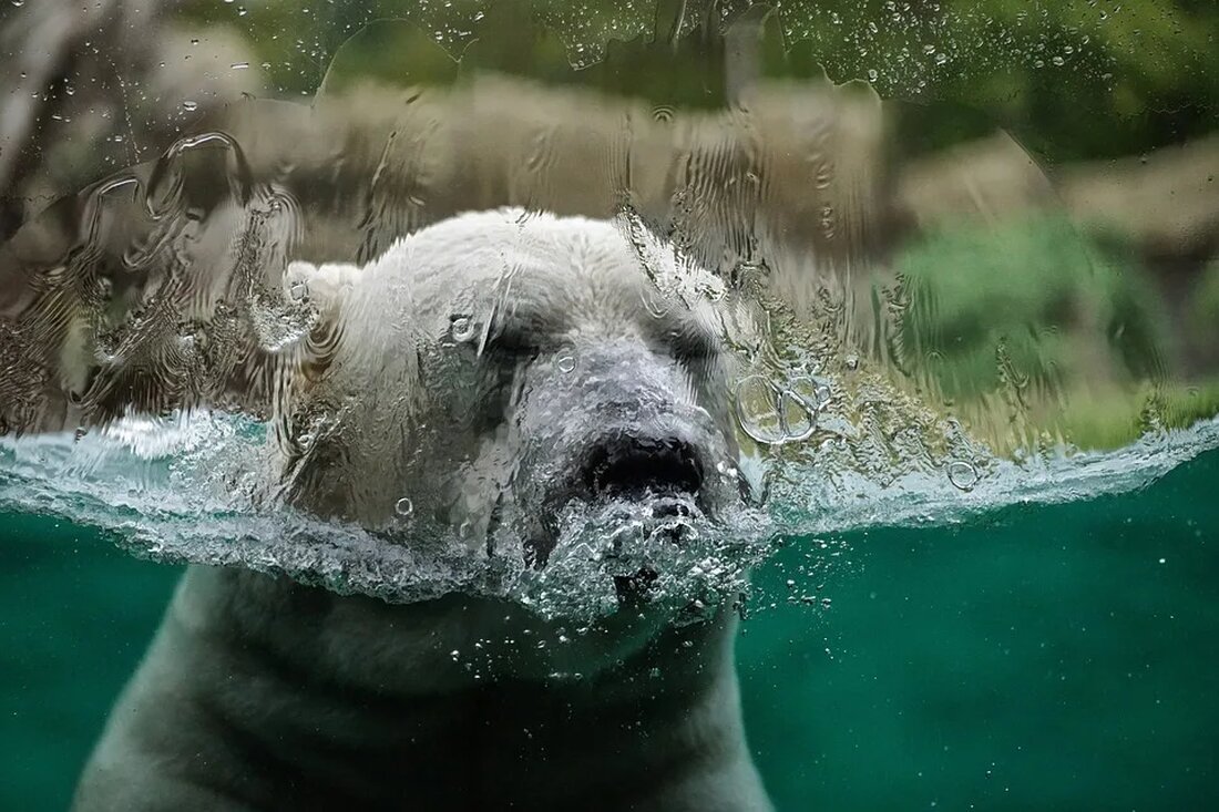 Der Klimawandel ist zweifellos eine der größten Herausforderungen unserer Zeit. Er betrifft uns alle, sei es durch extreme Wetterereignisse, Verlust der Artenvielfalt oder Veränderungen im Land- und Wassernutzungsverhalten. Eine der Auswirkungen, die oft übersehen wird, oder zumindest unterschätzt wird, ist die Migration. Die Beziehung zwischen Klimawandel und Migration ist jedoch ein komplexes Thema und kann nicht alleine durch Klimafaktoren erklärt werden. Klimawandel: Ein kraftvoller Faktor Der Klimawandel ist ein globaler Prozess, dessen Auswirkungen sich jedoch unterschiedlich auf verschiedene Teile der Welt auswirken. Regionen, die bereits jetzt durch extremer Armut, politischer Instabilität, Krieg und Konflikte gekennzeichnet sind, sind umso stärker vom …