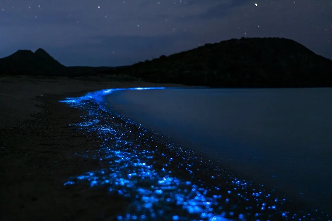 Obwohl es so mikroskopisch klein ist, dass man es mit bloßem Auge nicht sehen kann, spielt Plankton eine enorm wichtige und weitreichende Rolle im globalen Ökosystem. Plankton, die unsichtbaren Helden der Ozeane, ist die Basis der Nahrungskette im offenen Meer und ein großer CO2-Speicher der Erde, was es zu einem unverzichtbaren Bestandteil des globalen Klimasystems macht. In diesem Artikel werden wir die faszinierende Welt des Planktons für Sie ausleuchten. Was ist Plankton? Definition von Plankton Plankton besteht aus winzigen Organismen, die in Süß- oder Salzwasser schweben. Sein Name stammt aus dem Griechischen und bedeutet &quot;das Umhergetriebene&quot;, passend dazu, dass es &hellip;