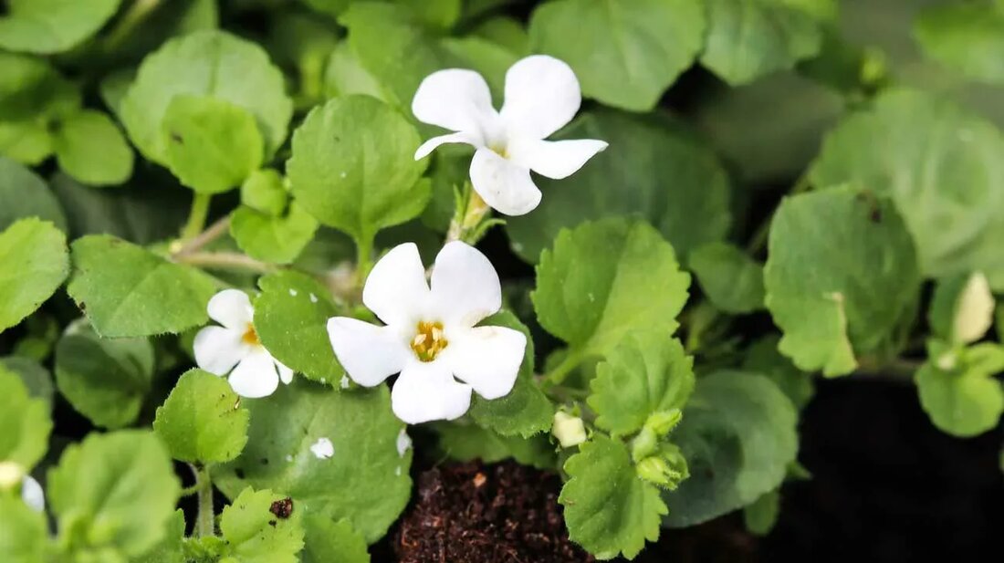Brahmi (Bacopa monnieri), eine in der ayurvedischen Medizin häufig verwendete Pflanze, hat den jahrhundertealten Ruf, ein wirksames und kraftvolles Kraut zu sein, das bei der Erinnerung und der Bekämpfung von Stress hilfreich ist. Bacopa monnieri, den meisten als Brahmi bekannt, wirkt als Adaptogen; Dies bedeutet, dass es dem Körper hilft, sich an neue oder stressige Situationen anzupassen. Die folgenden 9 Fakten zeigen die Kraft und Vielseitigkeit dieser therapeutischen Pflanze. Die Top 9 Fakten über Bacopa monnieri 1. Unterstützt das Gehirn Mit zunehmendem Alter kommt es häufig zu altersbedingten Hirnschäden. Die Wirkstoffe in Brahmi, bekannt als Bacoside, werden allmählich auf ihre …