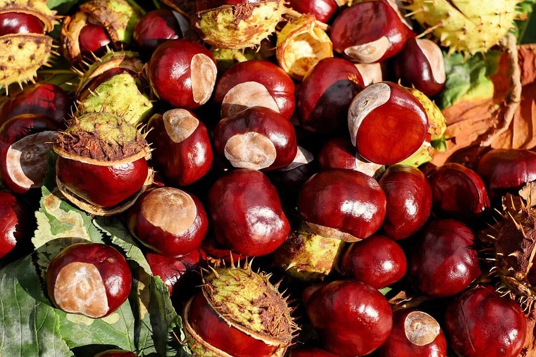 Essbare Blüten: Nährwerte und Anwendungen Blumen sind nicht nur schön anzusehen, sondern können auch eine köstliche und gesunde Ergänzung zu verschiedenen Gerichten sein. Viele Blumenblüten sind essbar und bieten eine Vielzahl von Nährstoffen und Geschmackserlebnissen. In diesem Artikel werden wir uns mit den Nährwerten von essbaren Blüten und ihren Anwendungen in der Küche beschäftigen. Nährwerte von essbaren Blüten Blumen enthalten eine Vielzahl von Nährstoffen, einschließlich Vitaminen, Mineralien und Antioxidantien. Die genauen Nährwerte können je nach Blumensorte variieren, aber im Allgemeinen enthalten essbare Blüten: Vitamine Vitamin C: Blumen wie Ringelblumen und Kapuzinerkresse enthalten Vitamin C, das das Immunsystem unterstützt und die …