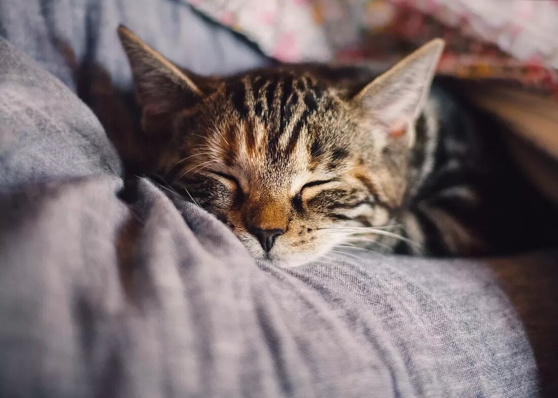 猫中的腹泻可能是一场绝对的噩梦 则必须迅速采取行动以避免进一步的并发症。继续阅读以了解如何尽早识别腹泻并正确治疗猫。猫的腹泻是什么?不幸的是 则必须迅速采取行动以避免进一步的并发症。继续阅读以了解如何尽早识别腹泻并正确治疗猫。猫的腹泻是什么?不幸的是 则必须迅速采取行动以避免进一步的并发症。继续阅读以了解如何尽早识别腹泻并正确治疗猫。猫的腹泻是什么?不幸的是 则必须迅速采取行动以避免进一步的并发症。继续阅读以了解如何尽早识别腹泻并正确治疗猫。猫的腹泻是什么?不幸的是 则必须迅速采取行动以避免进一步的并发症。继续阅读以了解如何尽早识别腹泻并正确治疗猫。猫的腹泻是什么?不幸的是 则必须迅速采取行动以避免进一步的并发症。继续阅读以了解如何尽早识别腹泻并正确治疗猫。猫的腹泻是什么?不幸的是 则必须迅速采取行动以避免进一步的并发症。继续阅读以了解如何尽早识别腹泻并正确治疗猫。猫的腹泻是什么?不幸的是 还可能意味着您的动物出了问题!许多天然家庭疗法可以减轻猫的症状。如果您注意到猫的椅子有问题 还可能意味着您的动物出了问题!许多天然家庭疗法可以减轻猫的症状。如果您注意到猫的椅子有问题 还可能意味着您的动物出了问题!许多天然家庭疗法可以减轻猫的症状。如果您注意到猫的椅子有问题 还可能意味着您的动物出了问题!许多天然家庭疗法可以减轻猫的症状。如果您注意到猫的椅子有问题 还可能意味着您的动物出了问题!许多天然家庭疗法可以减轻猫的症状。如果您注意到猫的椅子有问题 则必须迅速采取行动以避免进一步的并发症。继续阅读以了解如何尽早识别腹泻并正确治疗猫。猫的腹泻是什么?不幸的是 则必须迅速采取行动以避免进一步的并发症。继续阅读以了解如何尽早识别腹泻并正确治疗猫。猫的腹泻是什么?不幸的是 则必须迅速采取行动以避免进一步的并发症。继续阅读以了解如何尽早识别腹泻并正确治疗猫。猫的腹泻是什么?不幸的是 则必须迅速采取行动以避免进一步的并发症。继续阅读以了解如何尽早识别腹泻并正确治疗猫。猫的腹泻是什么?不幸的是 则必须迅速采取行动以避免进一步的并发症。继续阅读以了解如何尽早识别腹泻并正确治疗猫。猫的腹泻是什么?不幸的是 则必须迅速采取行动以避免进一步的并发症。继续阅读以了解如何尽早识别腹泻并正确治疗猫。猫的腹泻是什么?不幸的是 则必须迅速采取行动以避免进一步的并发症。继续阅读以了解如何尽早识别腹泻并正确治疗猫。猫的腹泻是什么?不幸的是 则必须迅速采取行动以避免进一步的并发症。继续阅读以了解如何尽早识别腹泻并正确治疗猫。猫的腹泻是什么?不幸的是 则必须迅速采取行动以避免进一步的并发症。继续阅读以了解如何尽早识别腹泻并正确治疗猫。猫的腹泻是什么?不幸的是 则必须迅速采取行动以避免进一步的并发症。继续阅读以了解如何尽早识别腹泻并正确治疗猫。猫的腹泻是什么?不幸的是 则必须迅速采取行动以避免进一步的并发症。继续阅读以了解如何尽早识别腹泻并正确治疗猫。猫的腹泻是什么?不幸的是 则必须迅速采取行动以避免进一步的并发症。继续阅读以了解如何尽早识别腹泻并正确治疗猫。猫的腹泻是什么?不幸的是 则必须迅速采取行动以避免进一步的并发症。继续阅读以了解如何尽早识别腹泻并正确治疗猫。猫的腹泻是什么?不幸的是 则必须迅速采取行动以避免进一步的并发症。继续阅读以了解如何尽早识别腹泻并正确治疗猫。猫的腹泻是什么?不幸的是 则必须迅速采取行动以避免进一步的并发症。继续阅读以了解如何尽早识别腹泻并正确治疗猫。猫的腹泻是什么?不幸的是 则必须迅速采取行动以避免进一步的并发症。继续阅读以了解如何尽早识别腹泻并正确治疗猫。猫的腹泻是什么?不幸的是 则必须迅速采取行动以避免进一步的并发症。继续阅读以了解如何尽早识别腹泻并正确治疗猫。猫的腹泻是什么?不幸的是 则必须迅速采取行动以避免进一步的并发症。继续阅读以了解如何尽早识别腹泻并正确治疗猫。猫的腹泻是什么?不幸的是 则必须迅速采取行动以避免进一步的并发症。继续阅读以了解如何尽早识别腹泻并正确治疗猫。猫的腹泻是什么?不幸的是 则必须迅速采取行动以避免进一步的并发症。继续阅读以了解如何尽早识别腹泻并正确治疗猫。猫的腹泻是什么?不幸的是 则必须迅速采取行动以避免进一步的并发症。继续阅读以了解如何尽早识别腹泻并正确治疗猫。猫的腹泻是什么?不幸的是 则必须迅速采取行动以避免进一步的并发症。继续阅读以了解如何尽早识别腹泻并正确治疗猫。猫的腹泻是什么?不幸的是 则必须迅速采取行动以避免进一步的并发症。继续阅读以了解如何尽早识别腹泻并正确治疗猫。猫的腹泻是什么?不幸的是 则必须迅速采取行动以避免进一步的并发症。继续阅读以了解如何尽早识别腹泻并正确治疗猫。猫的腹泻是什么?不幸的是 则必须迅速采取行动以避免进一步的并发症。继续阅读以了解如何尽早识别腹泻并正确治疗猫。猫的腹泻是什么?不幸的是 则必须迅速采取行动以避免进一步的并发症。继续阅读以了解如何尽早识别腹泻并正确治疗猫。猫的腹泻是什么?不幸的是 则必须迅速采取行动以避免进一步的并发症。继续阅读以了解如何尽早识别腹泻并正确治疗猫。猫的腹泻是什么?不幸的是 则必须迅速采取行动以避免进一步的并发症。继续阅读以了解如何尽早识别腹泻并正确治疗猫。猫的腹泻是什么?不幸的是 则必须迅速采取行动以避免进一步的并发症。继续阅读以了解如何尽早识别腹泻并正确治疗猫。猫的腹泻是什么?不幸的是 则必须迅速采取行动以避免进一步的并发症。继续阅读以了解如何尽早识别腹泻并正确治疗猫。猫的腹泻是什么?不幸的是 则必须迅速采取行动以避免进一步的并发症。继续阅读以了解如何尽早识别腹泻并正确治疗猫。猫的腹泻是什么?不幸的是 则必须迅速采取行动以避免进一步的并发症。继续阅读以了解如何尽早识别腹泻并正确治疗猫。猫的腹泻是什么?不幸的是 则必须迅速采取行动以避免进一步的并发症。继续阅读以了解如何尽早识别腹泻并正确治疗猫。猫的腹泻是什么?不幸的是