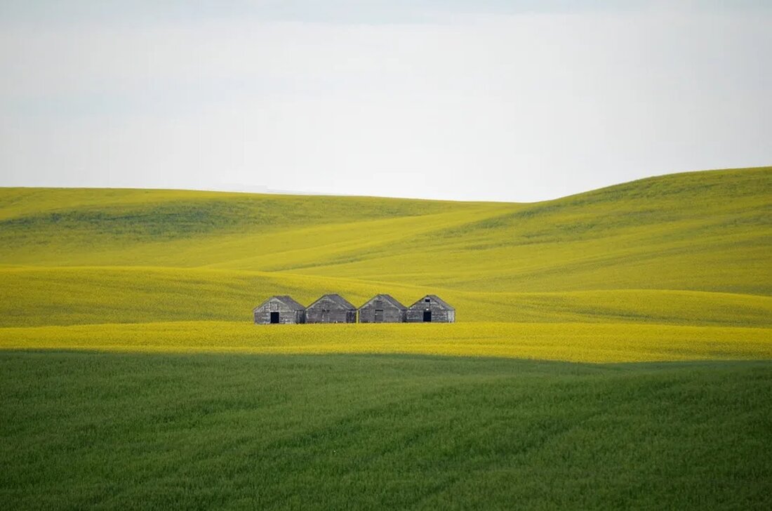 In der Natur spielen Pflanzen eine entscheidende Rolle bei der Gestaltung von Landformen, insbesondere in Bereichen wie Dünenlandschaften. Die Vegetation in Dünenlandschaften erfüllt sowohl ökologische als auch physiologische Funktionen. Dieser Artikel wird die wichtige Rolle, die die Vegetation in Dünenlandschaften spielt, eingehend untersuchen, die Ökosystemdienstleistungen, die sie erbringt, darlegen und erklären, wie Menschen diese Pflanzen schützen und nachhaltig nutzen können. Die Bildung von Dünen Um den Einfluss von Vegetation in Dünenlandschaften zu verstehen, lohnt es sich, kurz zu erklären, wie Dünen entstehen. Dünen bestehen aus Sand, der durch den Wind in Muster und Formationen geblasen wird. Diese Muster variieren je …