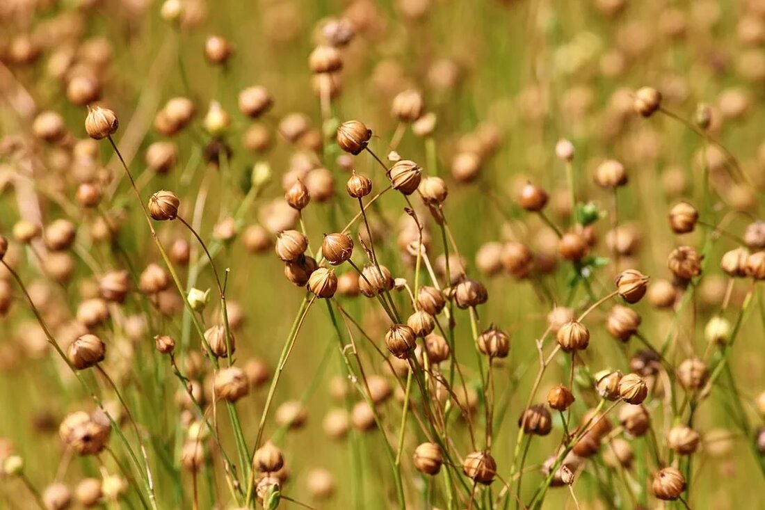 Leinöl und Leinsamen: Nährstoffprofile Leinöl und Leinsamen sind zwei Produkte, die aus der Leinsamenpflanze (Linum usitatissimum) gewonnen werden. Sowohl Leinöl als auch Leinsamen sind reich an essentiellen Fettsäuren, Ballaststoffen und anderen nützlichen Nährstoffen. In diesem Artikel werden wir uns mit den Nährstoffprofilen von Leinöl und Leinsamen befassen und ihre gesundheitlichen Vorteile betrachten. Nährstoffe in Leinöl Leinöl ist ein hochkonzentriertes Pflanzenöl, das aus den Samen der Leinsamenpflanze gewonnen wird. Es ist bekannt für seinen hohen Gehalt an Omega-3-Fettsäuren, insbesondere Alpha-Linolensäure (ALA). Diese Fettsäure ist essenziell für den menschlichen Körper, da er sie nicht selbst produzieren kann und sie daher über die &hellip;