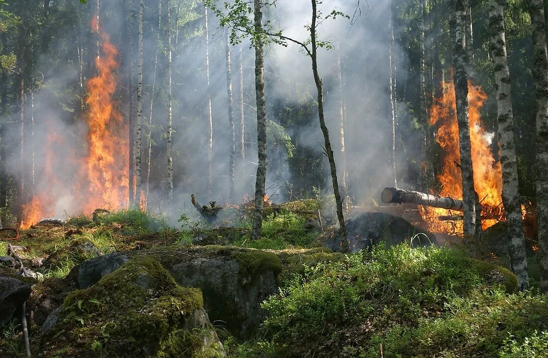 Naturschutzgebiete sind wichtige Elemente in der Erhaltung und dem Schutz der Biovielfalt. Sie wirken als Zufluchtsstätten für bedrohte Arten und tragen wesentlich dazu bei, den Rückgang der biologischen Vielfalt zu verhindern. Sie bieten nicht nur einen sicheren Lebensraum für Pflanzen und Tiere, sondern tragen auch zur Klimaregulierung, Wasseraufbereitung und Bodenfruchtbarkeit bei. Was sind Naturschutzgebiete? Naturschutzgebiete sind geschützte Gebiete, die im Allgemeinen von staatlichen oder privaten Organisationen verwaltet werden, um die darin lebenden Arten und Lebensräume zu bewahren. Sie umfassen eine breite Palette von Landschaften, einschließlich Wäldern, Sümpfen, Grünland, Seen, Flüssen und Meeresgebieten. Bedeutung von Naturschutzgebieten Die Erhaltung natürlicher Lebensräume ist &hellip;