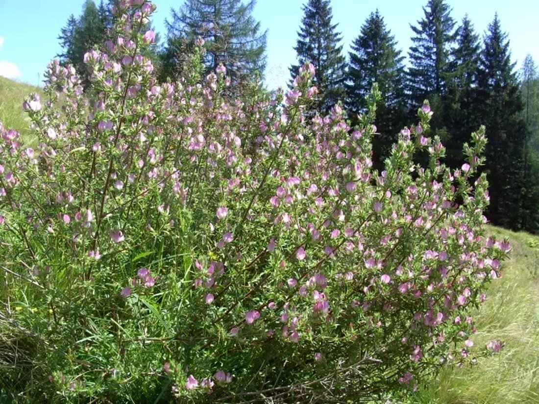 Der stachelige Hauhechel (oft Hauchechel genannt) ist in Europa eine bekannte Heilpflanze, die hauptsächlich zur Behandlung oder Linderung von Blasen- und Nierenerkrankungen eingesetzt wird. Die hübsch aussehende Pflanze mit ihren rosafarbenen papilionischen Blüten enthält viele Saponine und ätherische Öle, weshalb sie ihren Weg in naturheilkundliche Anwendungen findet. In vielen Gärten ist die Pflanze jedoch wegen ihrer tiefen Hahnwurzeln und scharfen Stacheln nicht immer beliebt. Durch das andauernde steckenbleiben von Pflügen beim Gartenbau hat die Pflanze daher den englischen Namen Restharrow (wörtlich: Ruhe-Pflug / Ruhe-Egge | Sinngemäß: Pause für den Pflug). Das Profil Wissenschaftlicher Name: Ononis spinosa Pflanzenfamilie: Bohnenfamilie, Hülsenfruchtfamilie, Erbsenfamilie …
