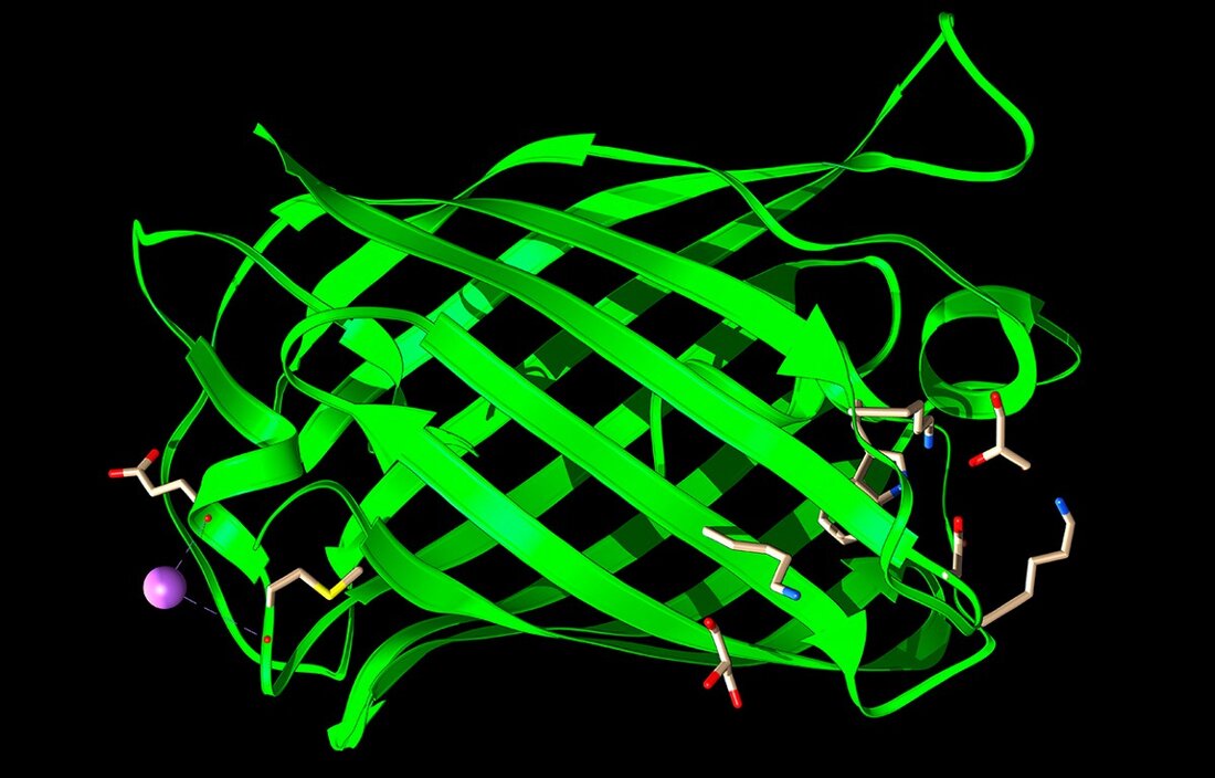 Ein Forscher testete, wie KI ein Protein entwerfen kann. Erfahren Sie, welche Resultate und Erkenntnisse dabei entstanden.