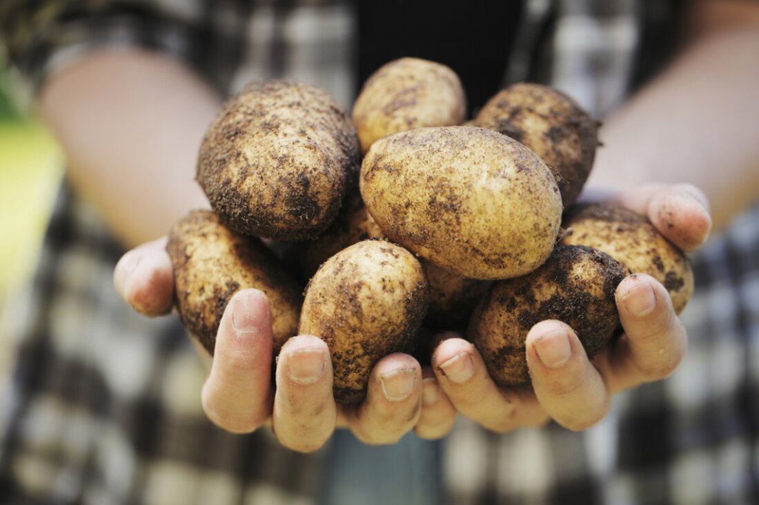 Für den Durchschnittsverbraucher sehen GVO-Kartoffeln nicht ganz anders aus, wenn sie neben ihren Bio-Kollegen sitzen. Obwohl sie identisch aussehen können, können gentechnisch veränderte Lebensmittel unbeabsichtigte Folgen und unbekannte Auswirkungen auf diejenigen haben, die sie essen. Dies ist besonders besorgniserregend, da die FDA 2017 drei neue GVO-Kartoffeln zugelassen hat. Dies wirft die Frage auf: Wissen Sie wirklich, was Sie essen? Das Unternehmen hinter diesen technischen Kartoffeln garantiert den Verbrauchern ihre Sicherheit. Viele Wissenschaftler und Organisationen haben jedoch aus verschiedenen Gründen Probleme mit gentechnisch veränderten Lebensmitteln. Obwohl sie Resistenz gegen Krankheiten und weniger braune Flecken versprechen, sind gentechnisch veränderte Kartoffeln möglicherweise nicht …