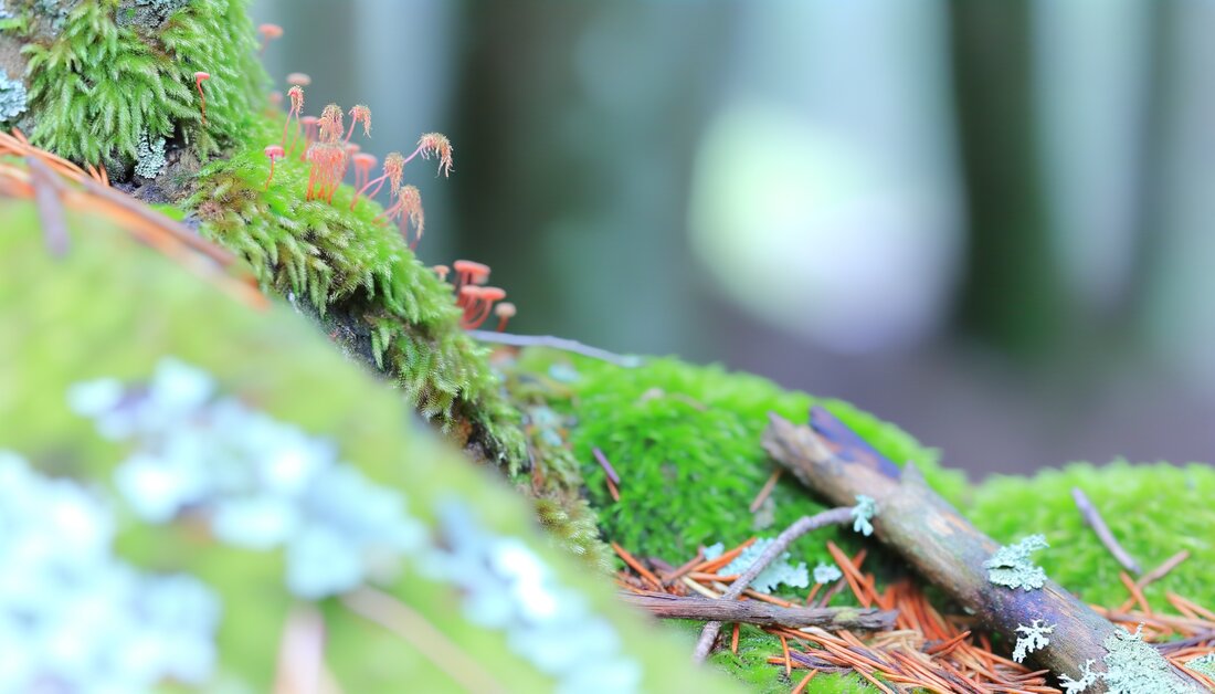 Entdecken Sie die heilenden Eigenschaften von Moosen und Flechten: Ihre chemische Struktur, Anwendungen und wissenschaftliche Belege.
