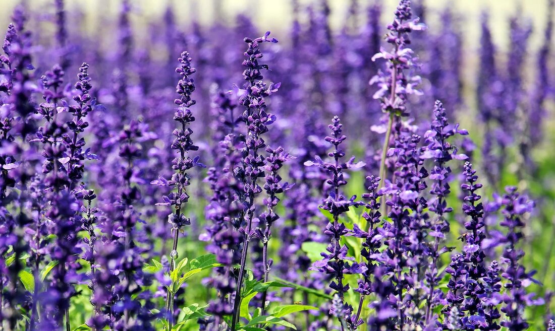 Entdecke die heilenden Wirkungen von Lavendel! Von seinen chemischen Bestandteilen bis hin zu aktuellen wissenschaftlichen Erkenntnissen - erfahre, wie Lavendel in der Aromatherapie und Naturmedizin eingesetzt wird und erhalte Empfehlungen zur Verwendung für deine Gesundheit und dein Wohlbefinden. 🌿💜