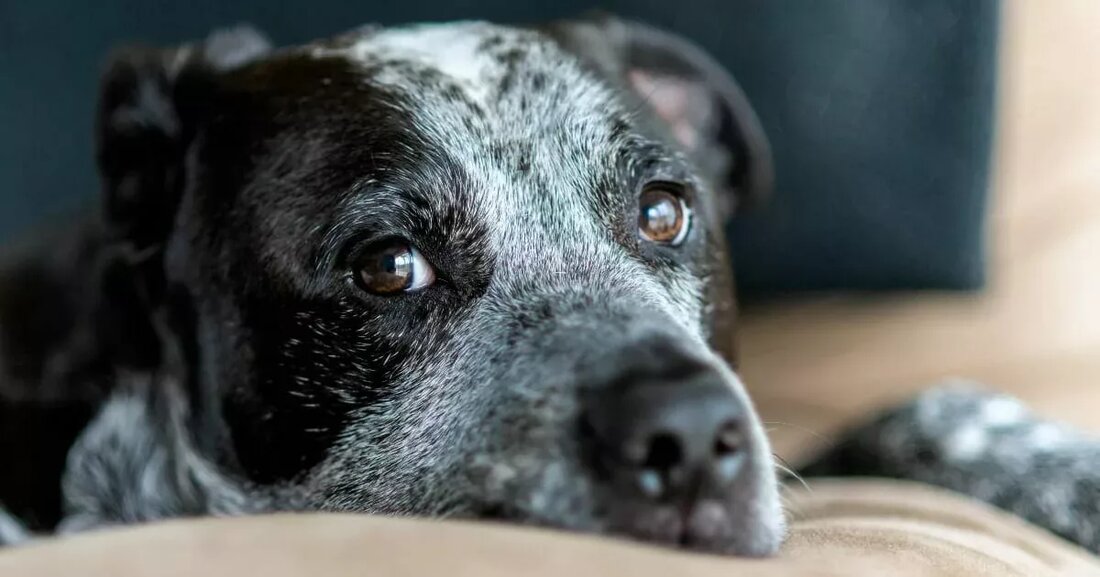 Hier finden Sie die gängigsten Hausmittel gegen Lipome beim Hund. Auch wenn es manchmal schwierig ist das richtige Hausmittel zu finden, so ist es doch manchmal gar nicht so weit entfernt. Die meisten Hausmittel haben Sie bereits in Ihrem Haushalt, wie der Name es schon vermuten lässt. Was ist ein Lipom? Ein Lipom ist ein Begriff, der einen sehr häufigen gutartigen Fetttumor beschreibt, der bei Tieren mittleren Alters bis zu älteren Tieren auftritt. Diese Tumoren können in ihrer Wachstumsrate variieren (einige können jahrelang dieselbe Größe haben), werden aber für Ihr Haustier problematisch, wenn sie an Orten wachsen, die ihre Gehfähigkeit beeinträchtigen &hellip;