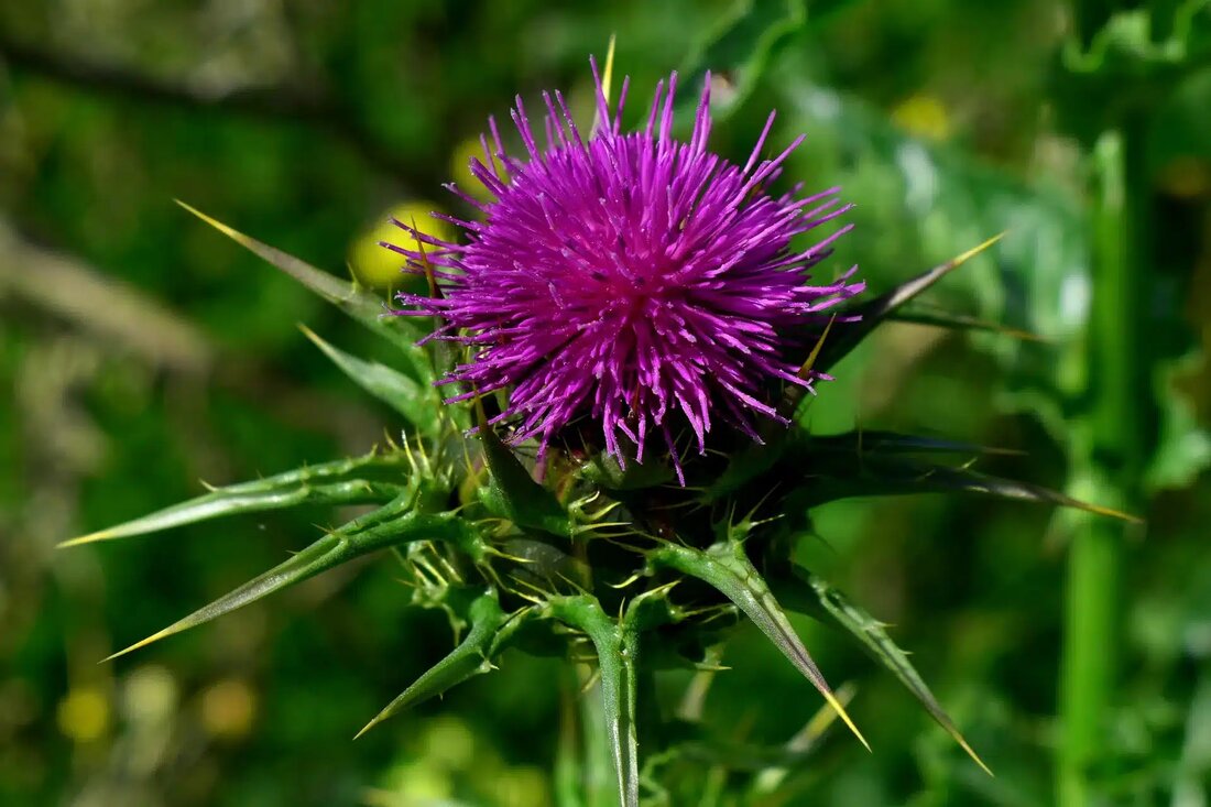 Entdeckt die Kraft der Mariendistel für Leber & Galle. Von der Tradition zur Wissenschaft, mit Dosierungstipps & möglichen Nebenwirkungen. 🌿🔬👩⚕️