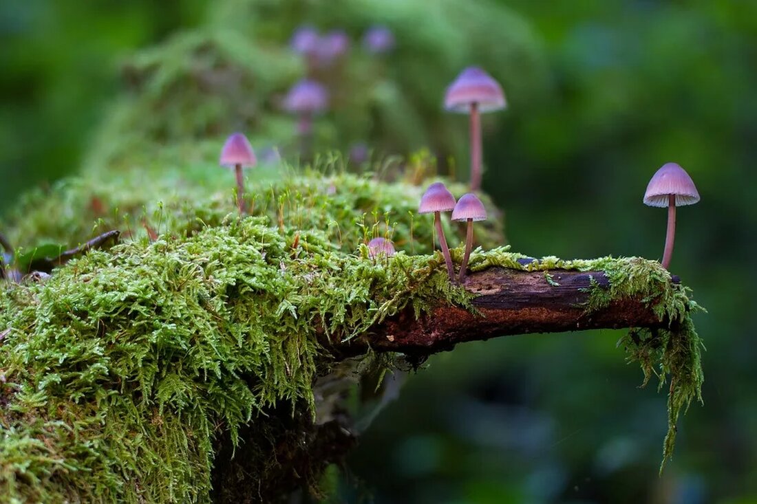 Pilze sind faszinierende Organismen, die eine entscheidende Rolle im natürlichen Kreislauf der Erde spielen. Sie sind seit Milliarden von Jahren auf unserem Planeten präsent, lange bevor der erste Baum aufwuchs oder der erste Dinosaurier herumstolperte. Aber wie tragen Pilze zur Zersetzung von Biomasse bei und warum ist das wichtig? Dieser Artikel wird Ihnen die erstaunliche Welt der Pilze näherbringen und ihre bedeutende Rolle in unseren Ökosystemen aufzeigen. Die phantastische Welt der Pilze Die Bedeutung von Pilzen Pilze gehören zu einer eigenen Königsklasse von Organismen, die sich von Pflanzen und Tieren unterscheiden. Sie reproduzieren sich durch Sporen statt Samen und enthalten …