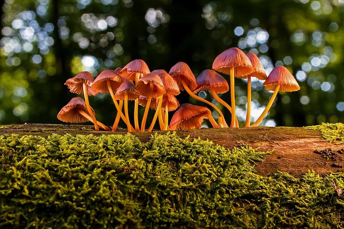 Essbare Insekten als Proteinquelle In den letzten Jahren haben essbare Insekten aufgrund ihrer gesundheitlichen Vorteile und ihrer positiven ökologischen Auswirkungen immer mehr Aufmerksamkeit erhalten. Sie sind nicht nur reich an Protein, sondern auch eine nachhaltige Alternative zu herkömmlichen proteinreichen Lebensmitteln. Dieser Artikel untersucht die verschiedenen Arten von essbaren Insekten, ihre ernährungsphysiologischen Vorteile und wie sie als Proteinquelle genutzt werden können. Warum essbare Insekten? Insekten sind seit langem ein Teil der traditionellen Ernährung in vielen Kulturen rund um den Globus. Tatsächlich werden weltweit schätzungsweise 2.000 Insektenarten als Nahrung genutzt. In jüngerer Zeit haben Wissenschaftler und Ernährungsexperten ihr Augenmerk auf essbare Insekten …